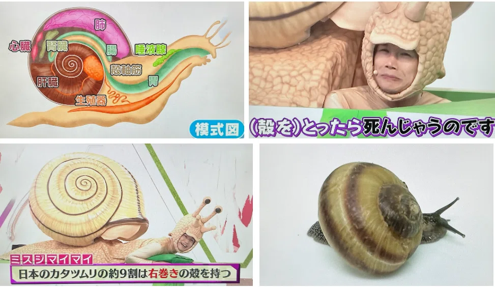 かたつむり 奥様も夢中になる魅惑の生き物！──知れば知るほど面白い「カタツムリ