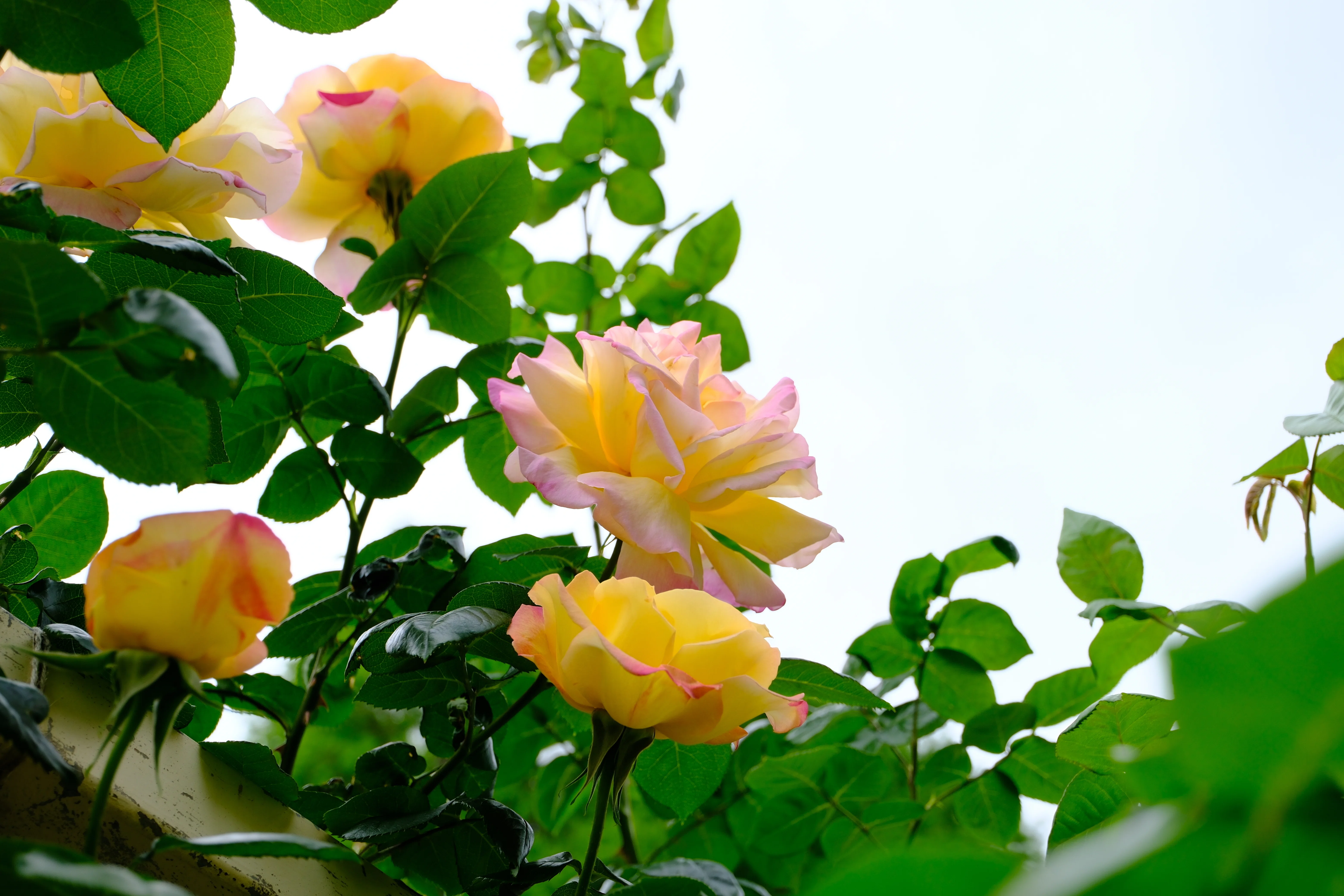 📷X-T30III × 🌹中之島バラ園 ｜ 🇺🇸つる・ピース（Cl. Peace）｜ぱぽ