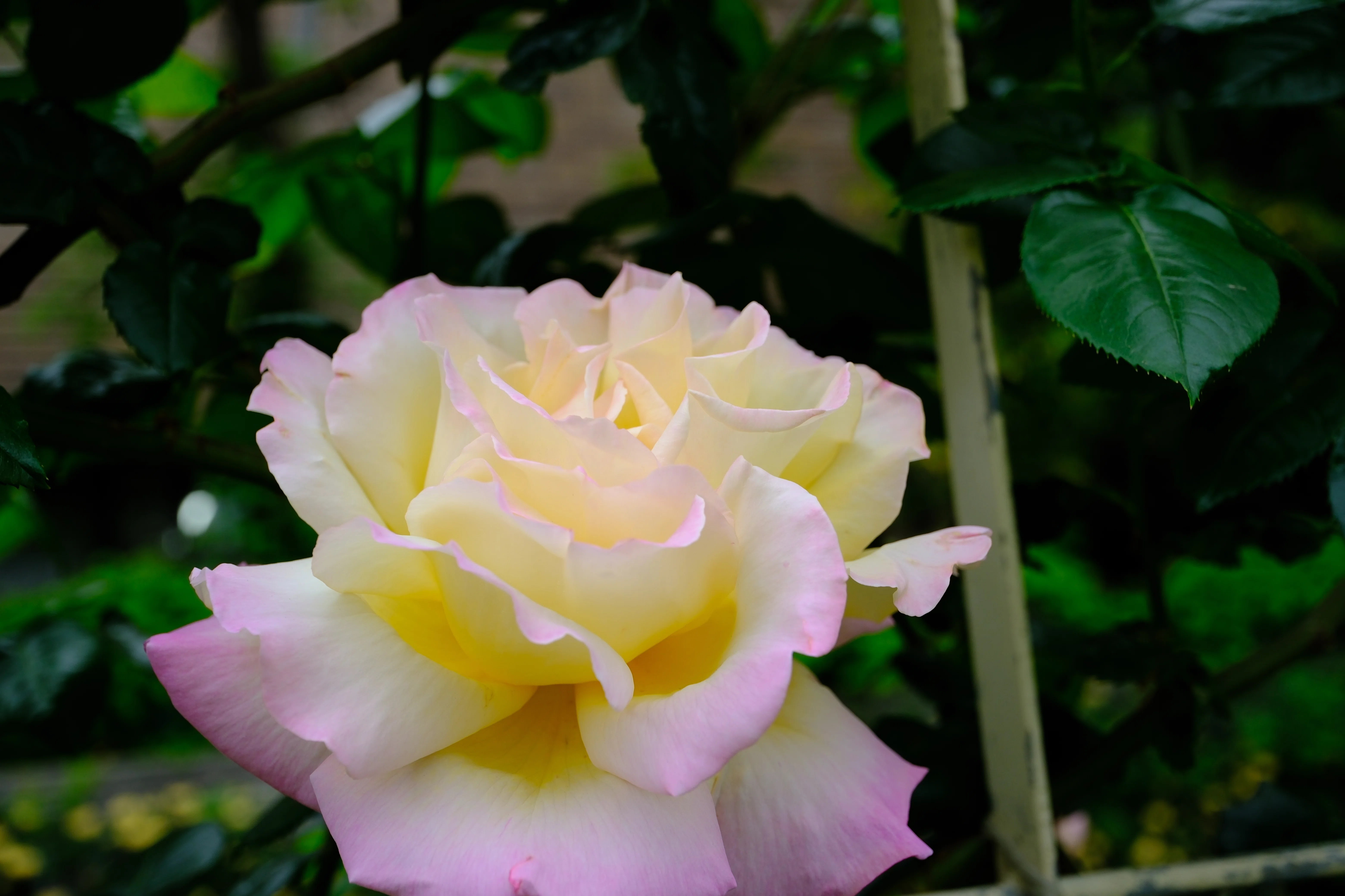 📷X-T30III × 🌹中之島バラ園 ｜ 🇺🇸つる・ピース（Cl. Peace）｜ぱぽ