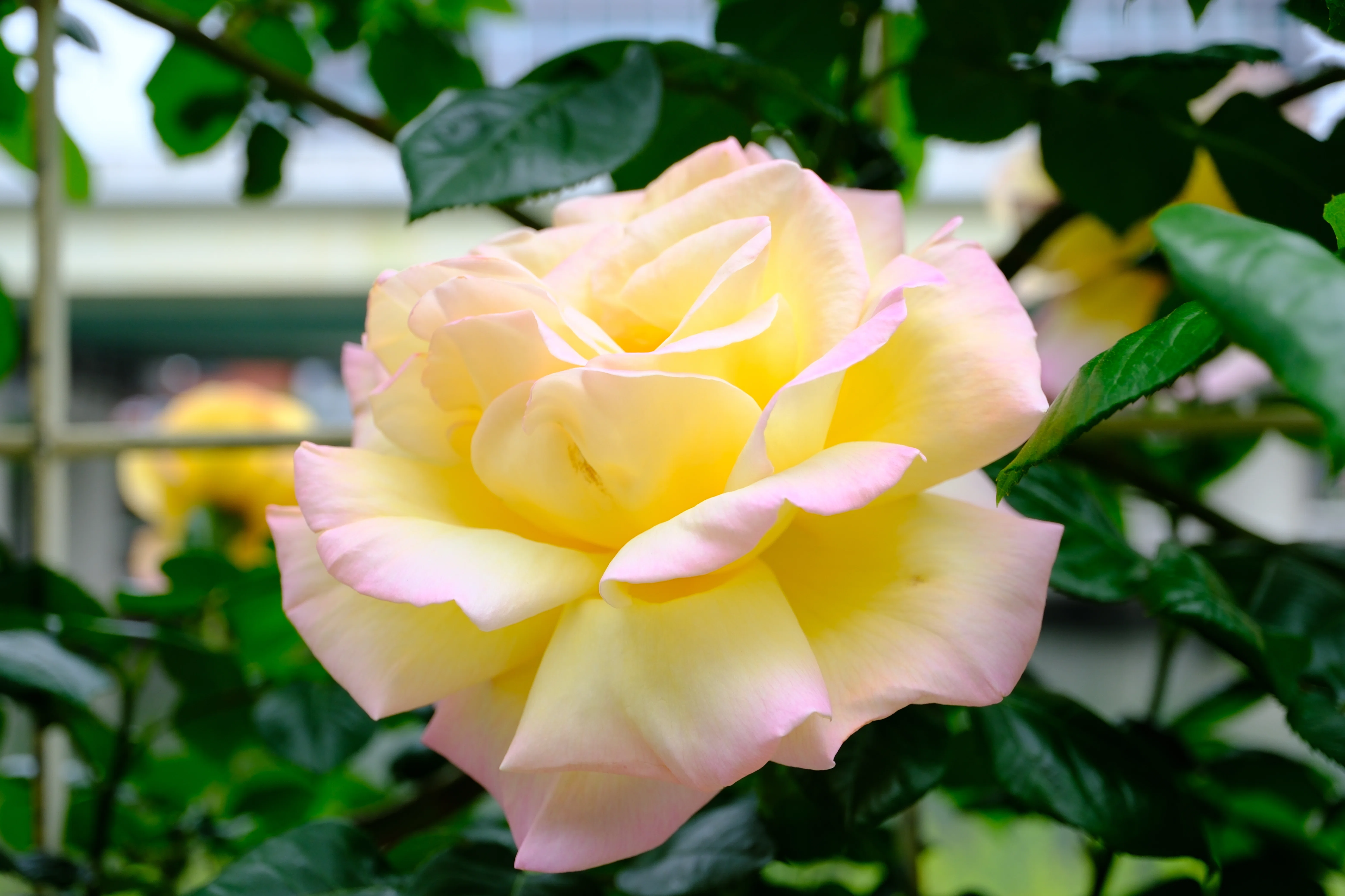 📷X-T30III × 🌹中之島バラ園 ｜ 🇺🇸つる・ピース（Cl. Peace）｜ぱぽ