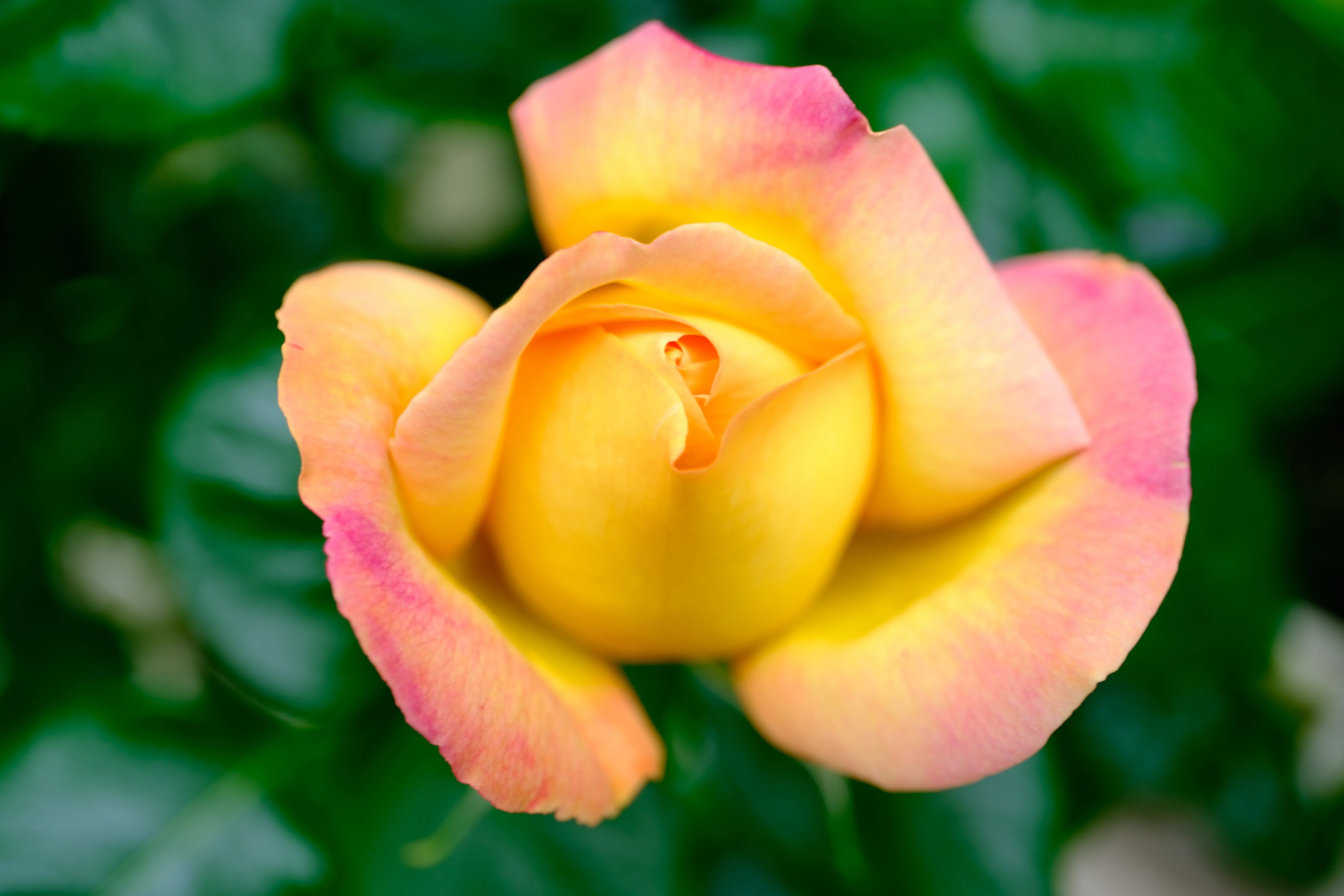 📷X-T30III × 🌹中之島バラ園 ｜ 🇺🇸つる・ピース（Cl. Peace）｜ぱぽ