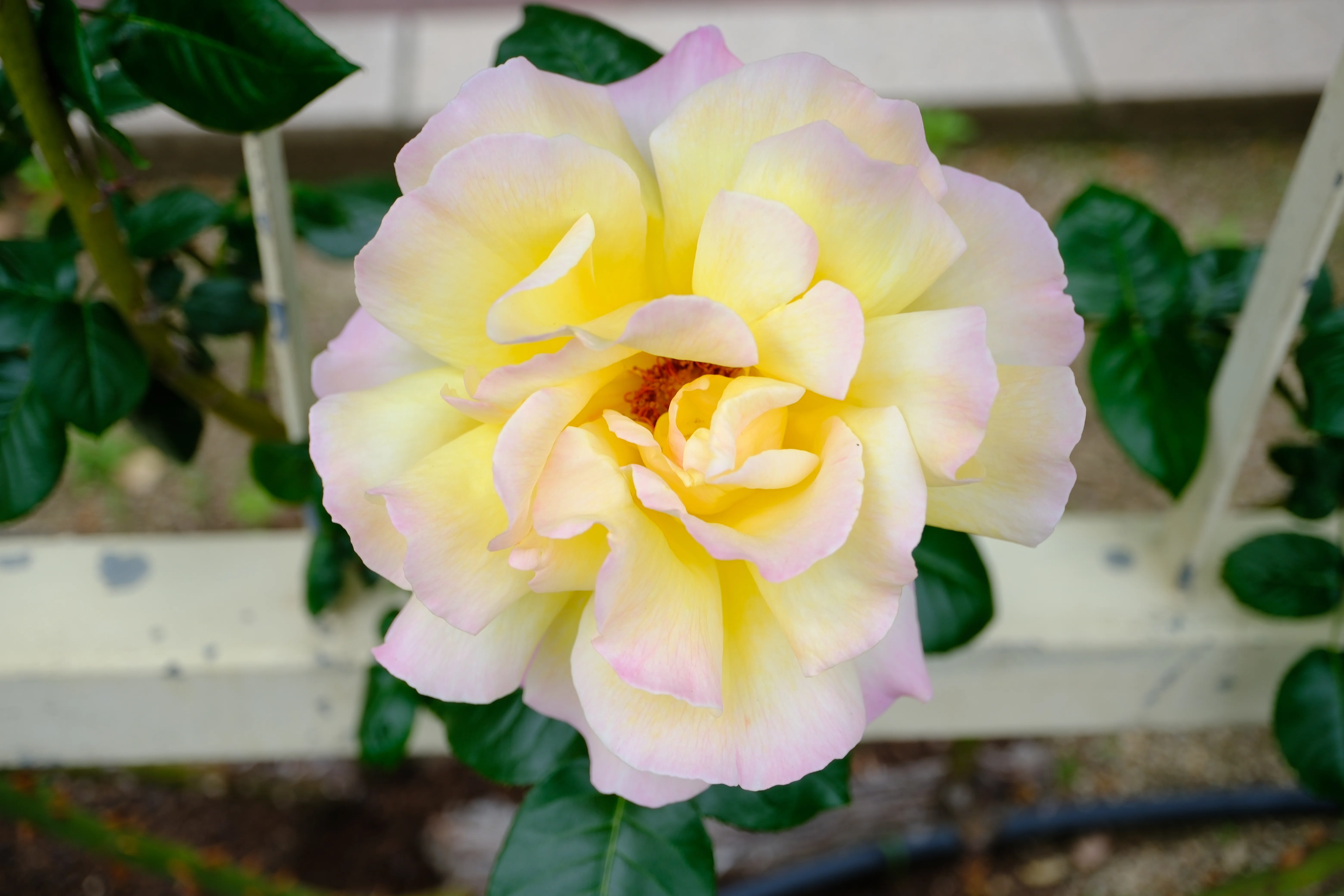 黄色の多弁バラ 2つのつぼみ付き 📷X-T30III × 🌹中之島バラ園 ｜ 🇺🇸つる・ピース（Cl. Peace）｜ぱぽ
