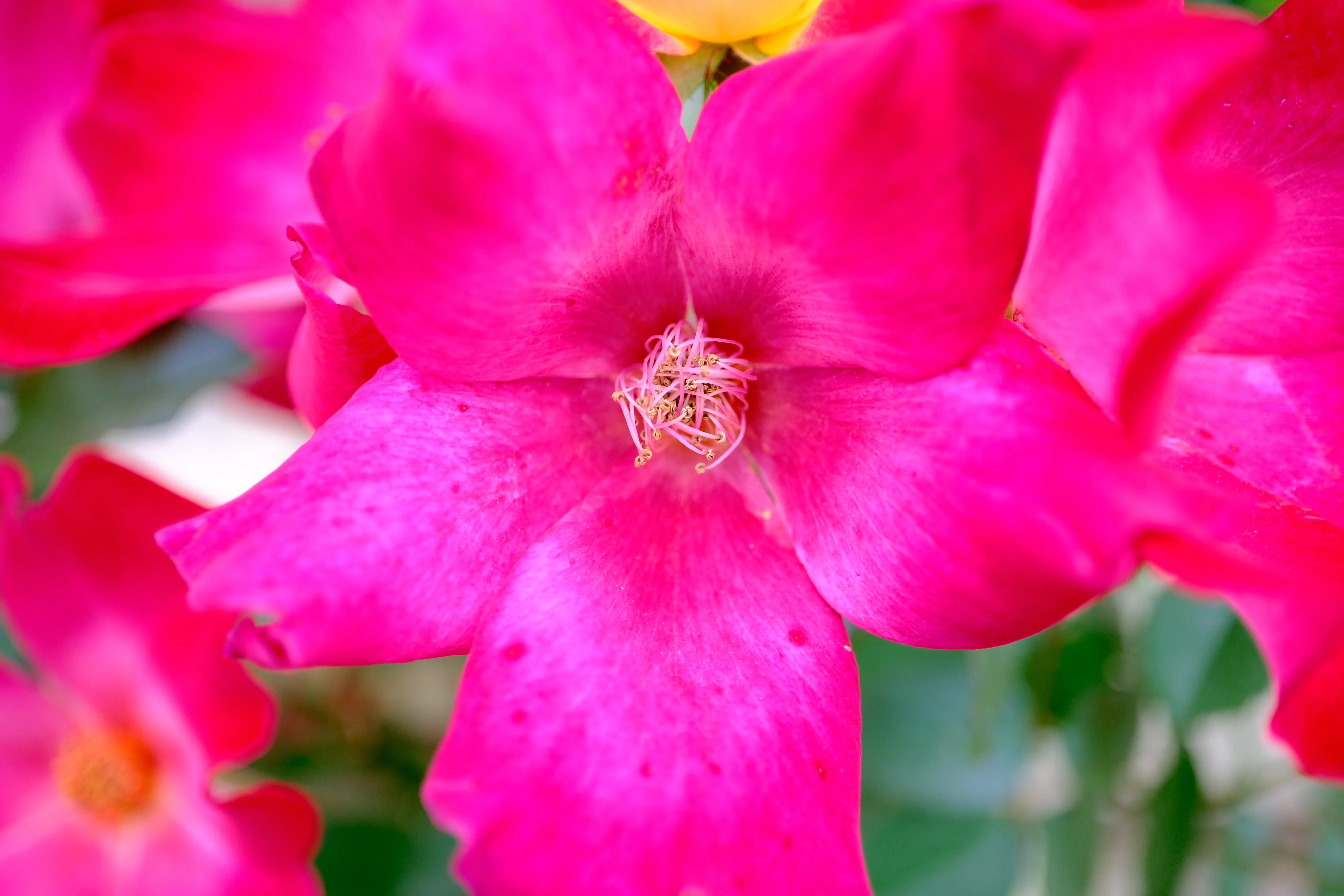 📷X-T30III × 🌹中之島バラ園 ｜ 🇫🇷カクテル（Cocktail）｜ぱぽ