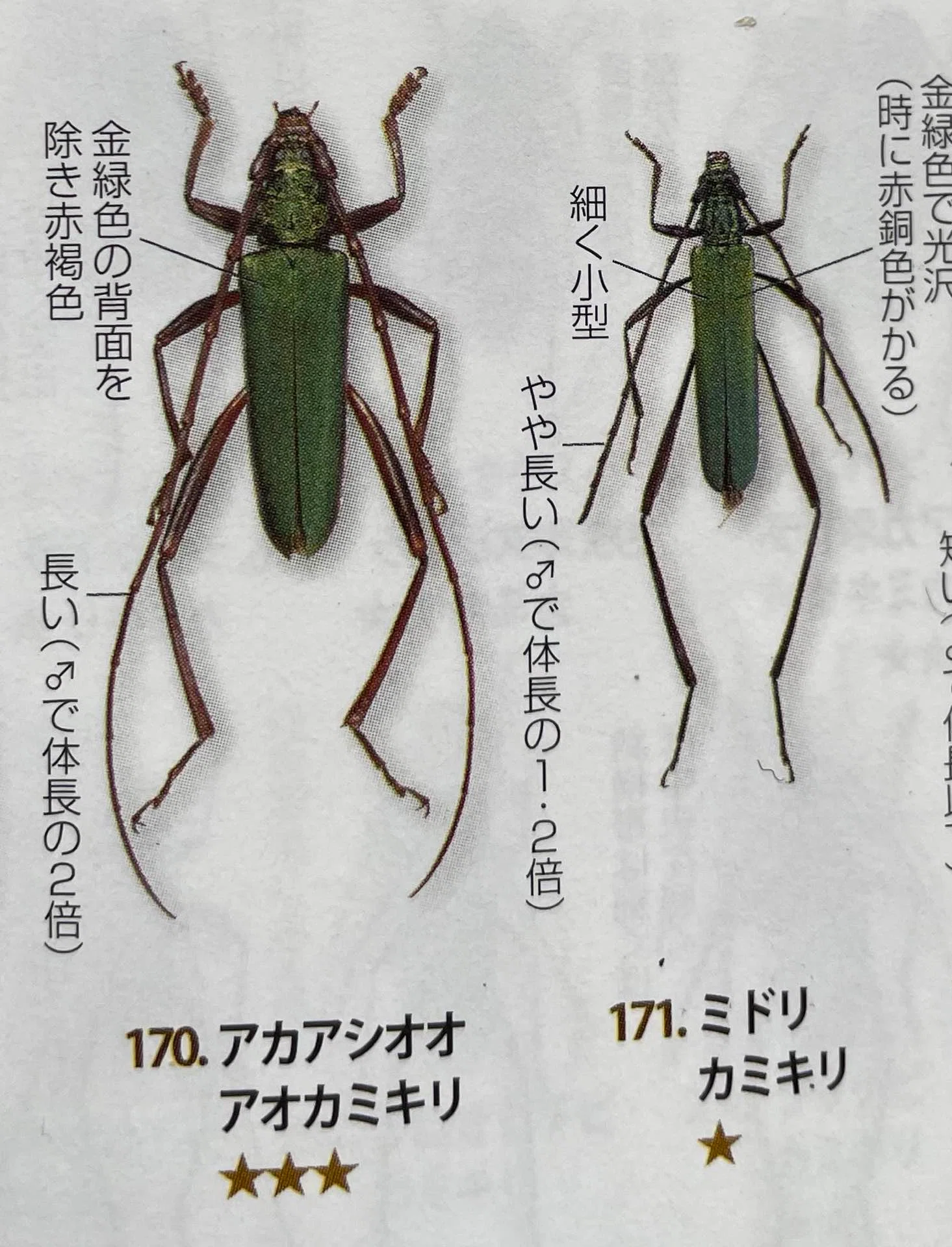 カミキリムシの標本作成｜蟲学生