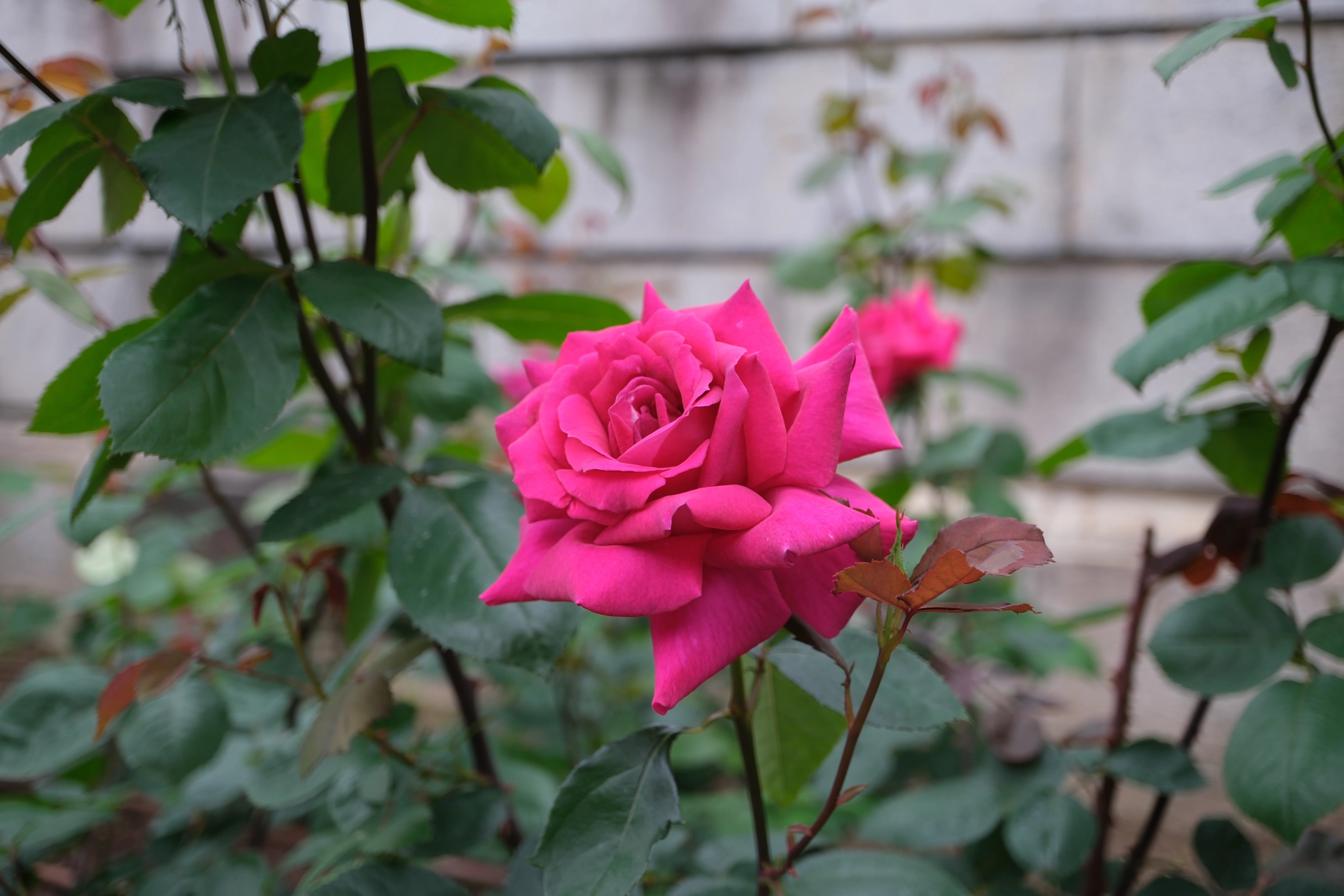 📷X-T30III × 🌹中之島バラ園 ｜ 🇫🇷バルバラ（Barbara）｜ぱぽにゃん🌹🌳