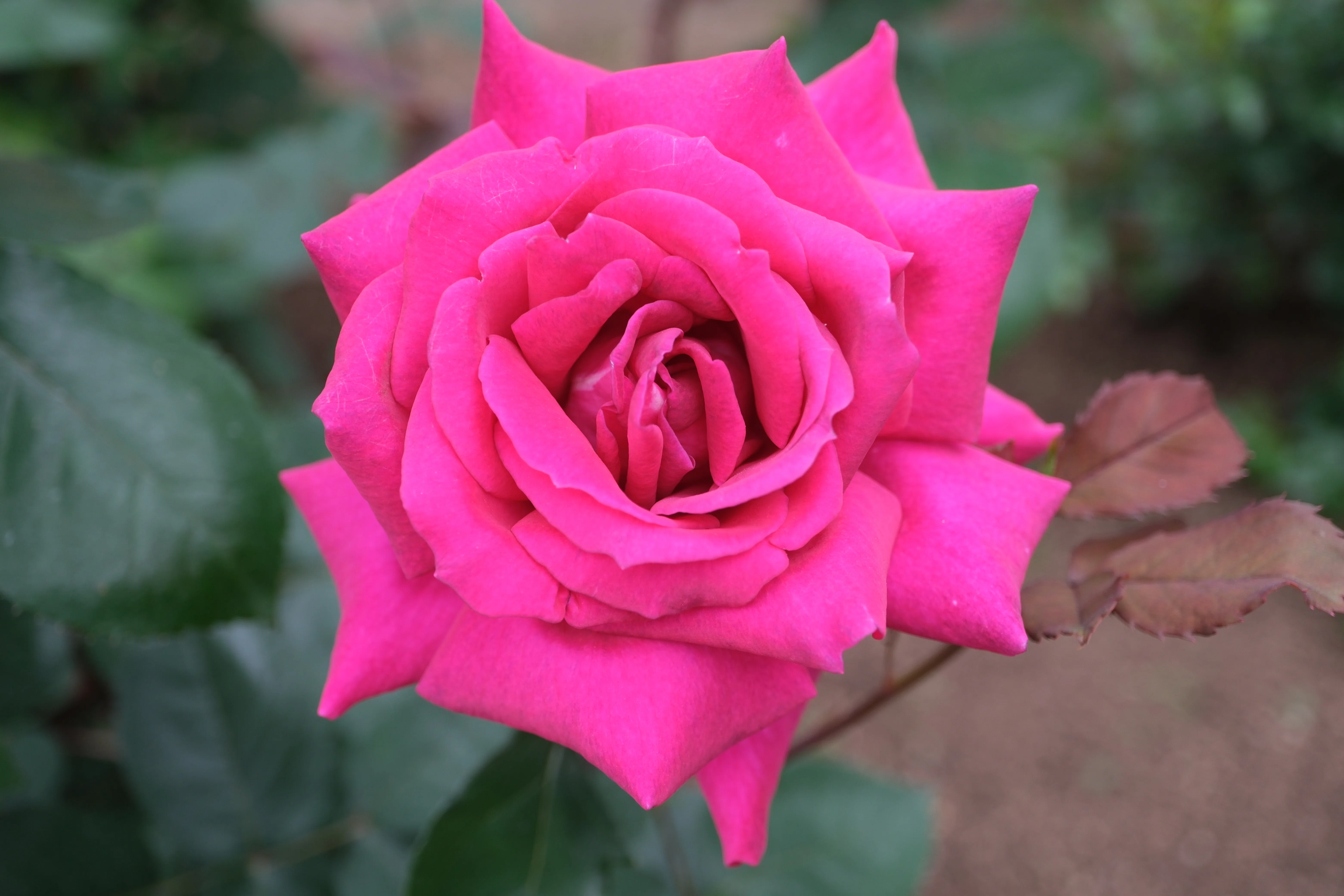 📷X-T30III × 🌹Nakanoshima Rose Garden | 🇫🇷Barbara｜ぱぽにゃん🌹🌳