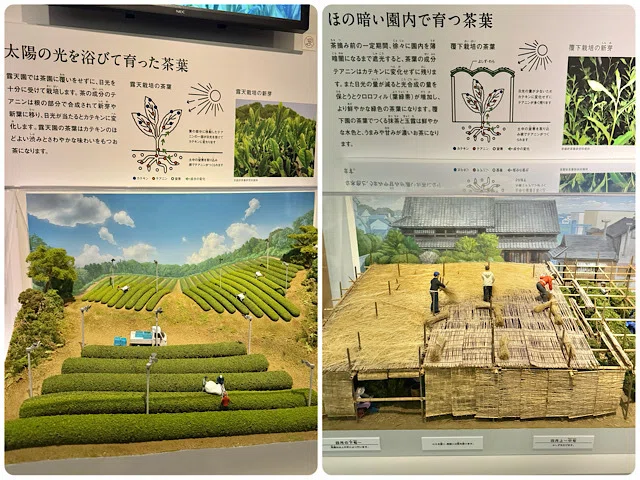 お茶のミュージアム」と2つの世界遺産、花寺、任天堂で宇治観光