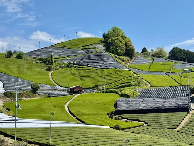 お茶のミュージアム」と2つの世界遺産、花寺、任天堂で宇治観光