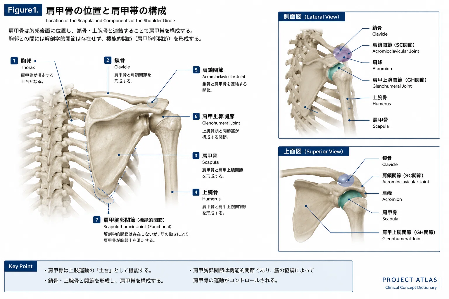 CCD002｜肩甲骨（Scapula）ー上肢運動の土台となり、可動性と安定性を