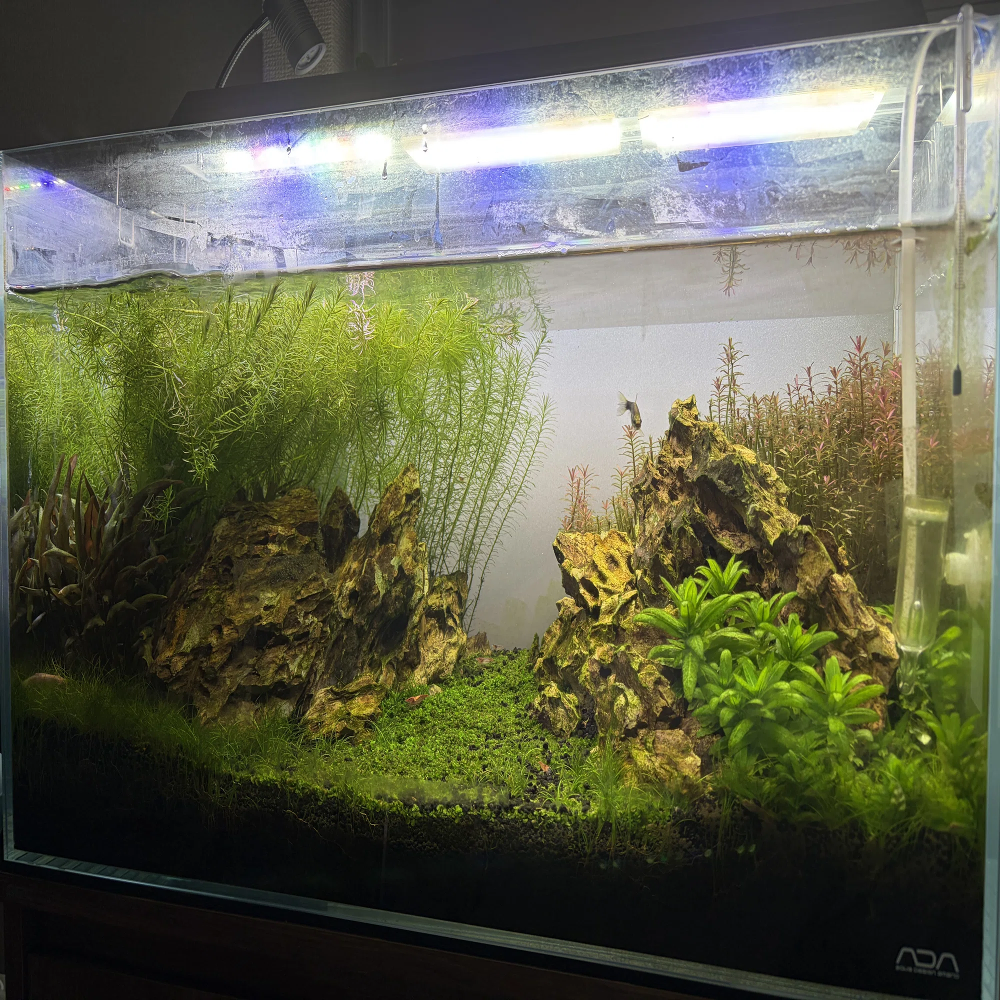 アクアリウム】60cm水槽のリセット｜たけのこ@サイドFIRE準備中