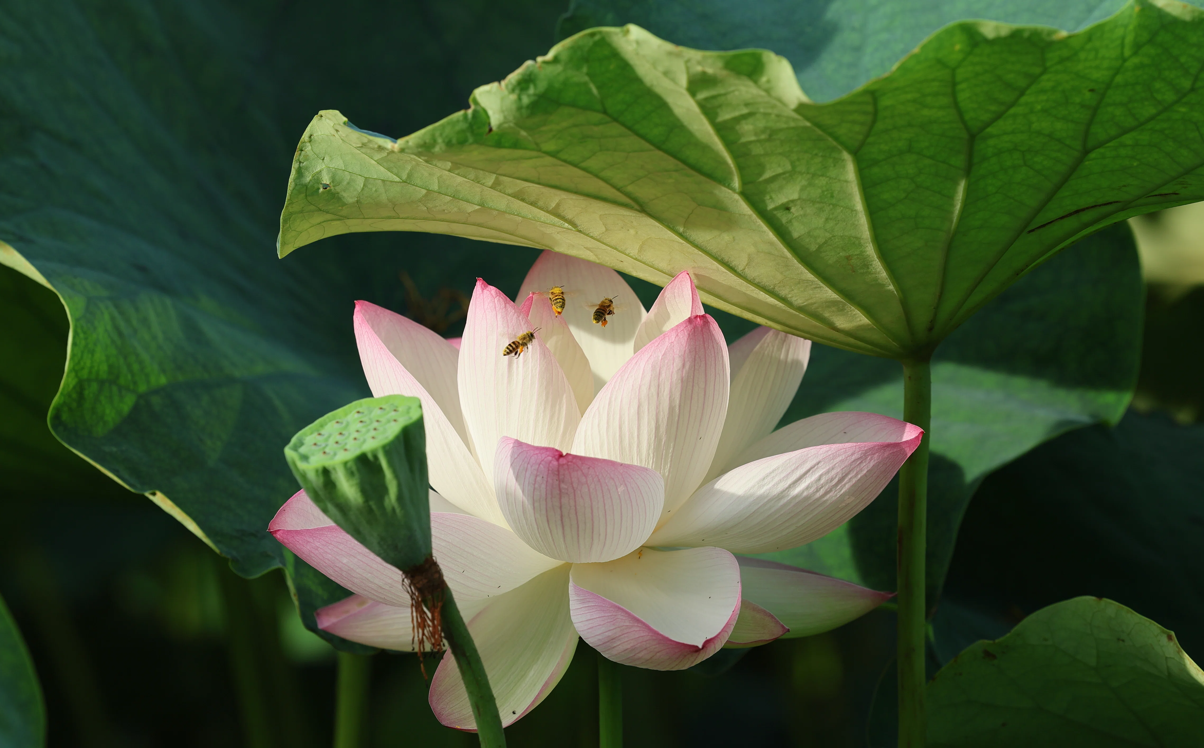 早く起きた朝はカメラ散歩～ハスの花～｜sama sama