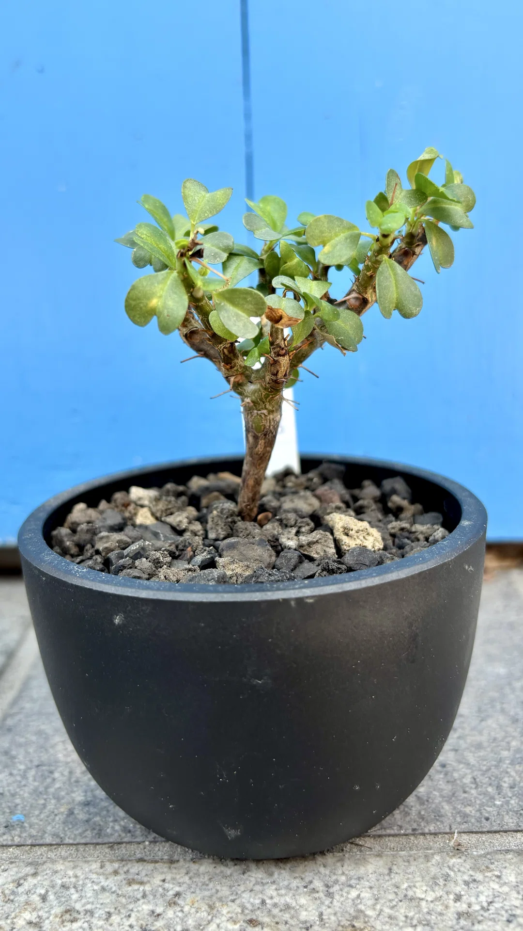 モンソニア|バンデリエティアエ|ジュリ扇🪭｜cova 塊根植物に沼った