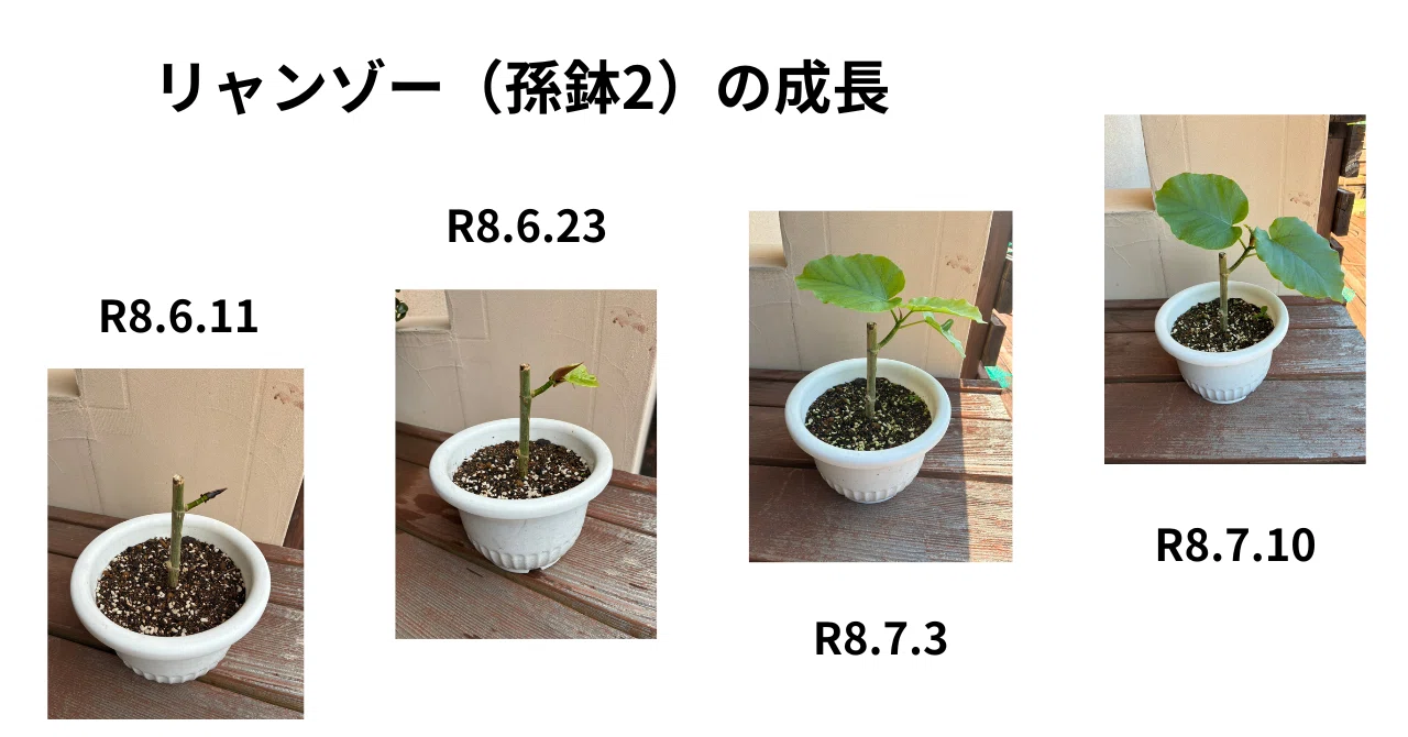 ウンベラータ増殖工場／Log.1（鉢植えから6週目）｜小林 圭輔