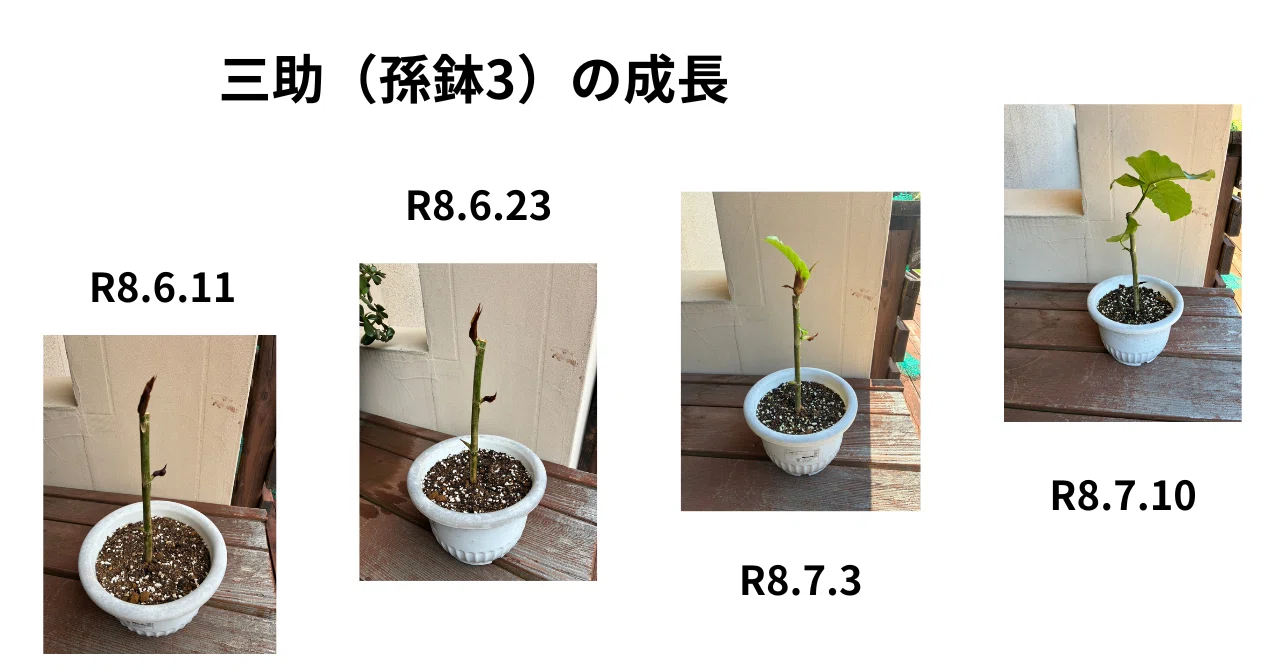 ウンベラータ増殖工場／Log.1（鉢植えから6週目）｜小林 圭輔