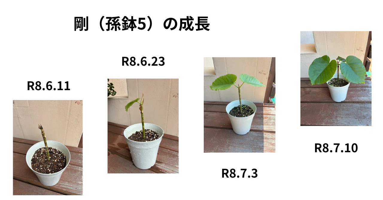 ウンベラータ増殖工場／Log.1（鉢植えから6週目）｜小林 圭輔