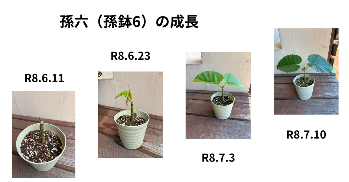 ウンベラータ増殖工場／Log.1（鉢植えから6週目）｜小林 圭輔