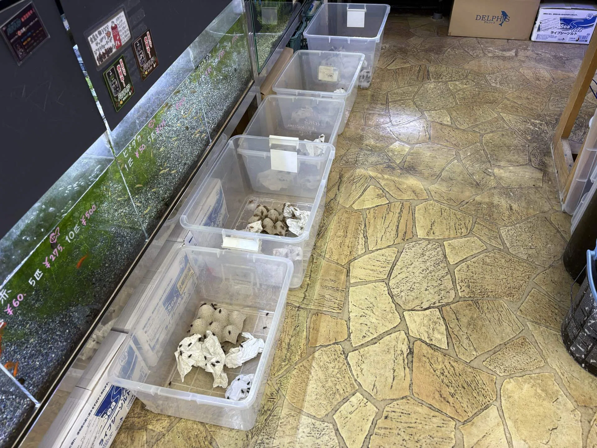 Feeding Situation for Rescued Bush Warblers｜meowmeowfantasy
