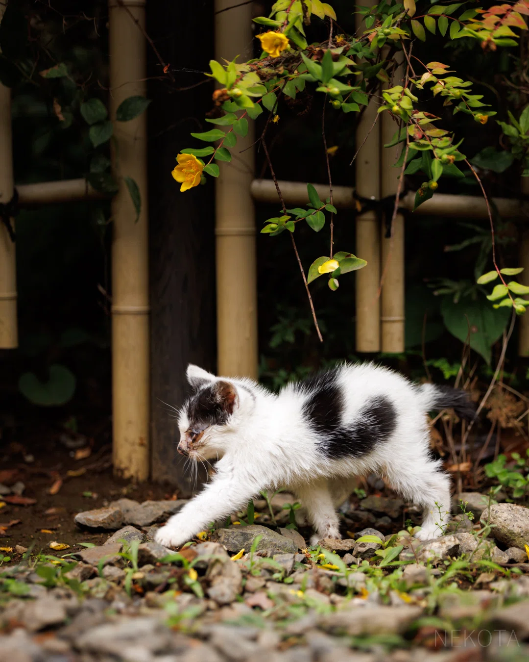 ネズミの国へ？】｜猫写真家 猫田晃広（Akihiro Nekota）