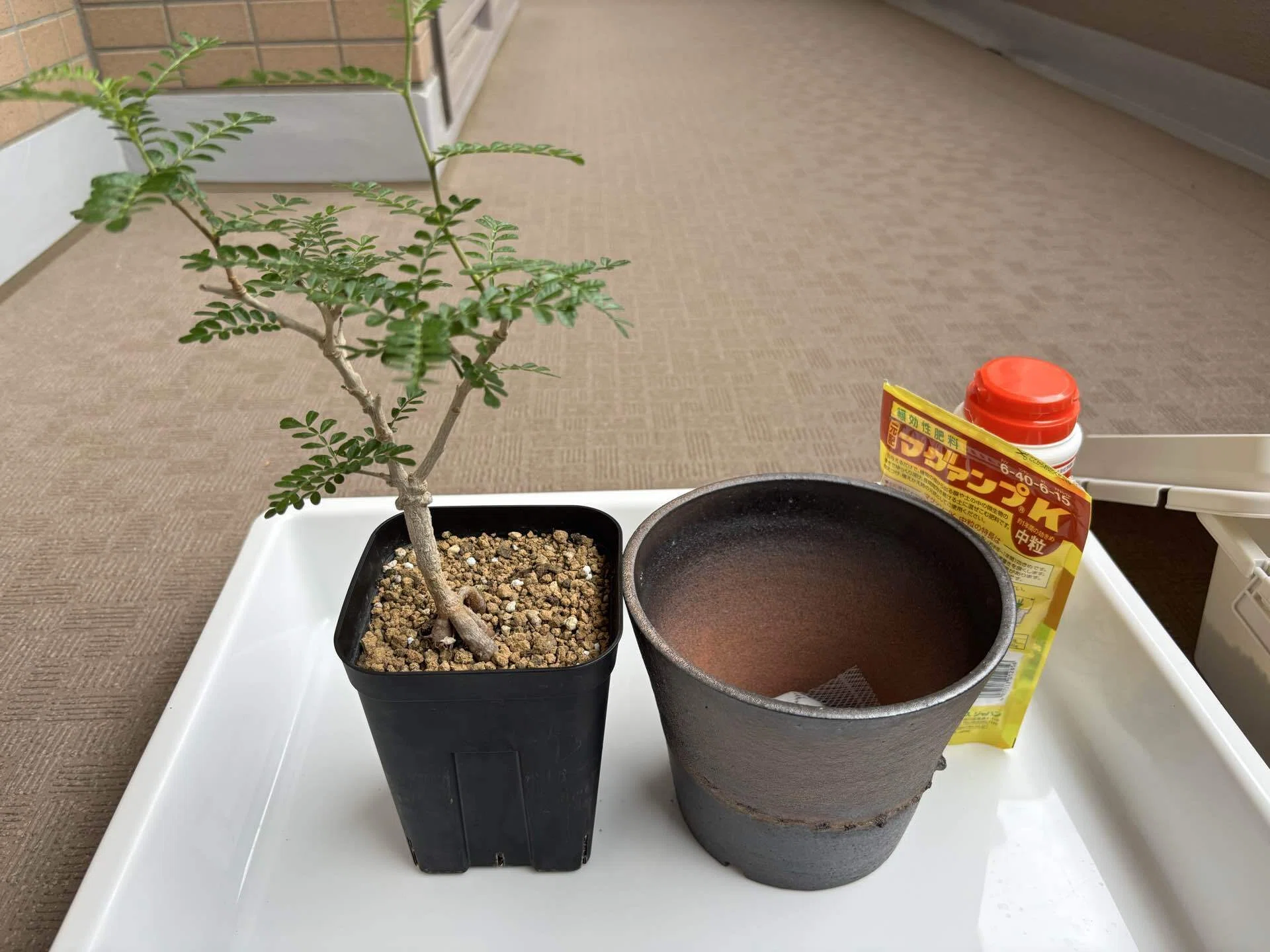 信楽焼の鉢とオペルクリカリア・ヒファエノイデスの植え替え｜Xīng