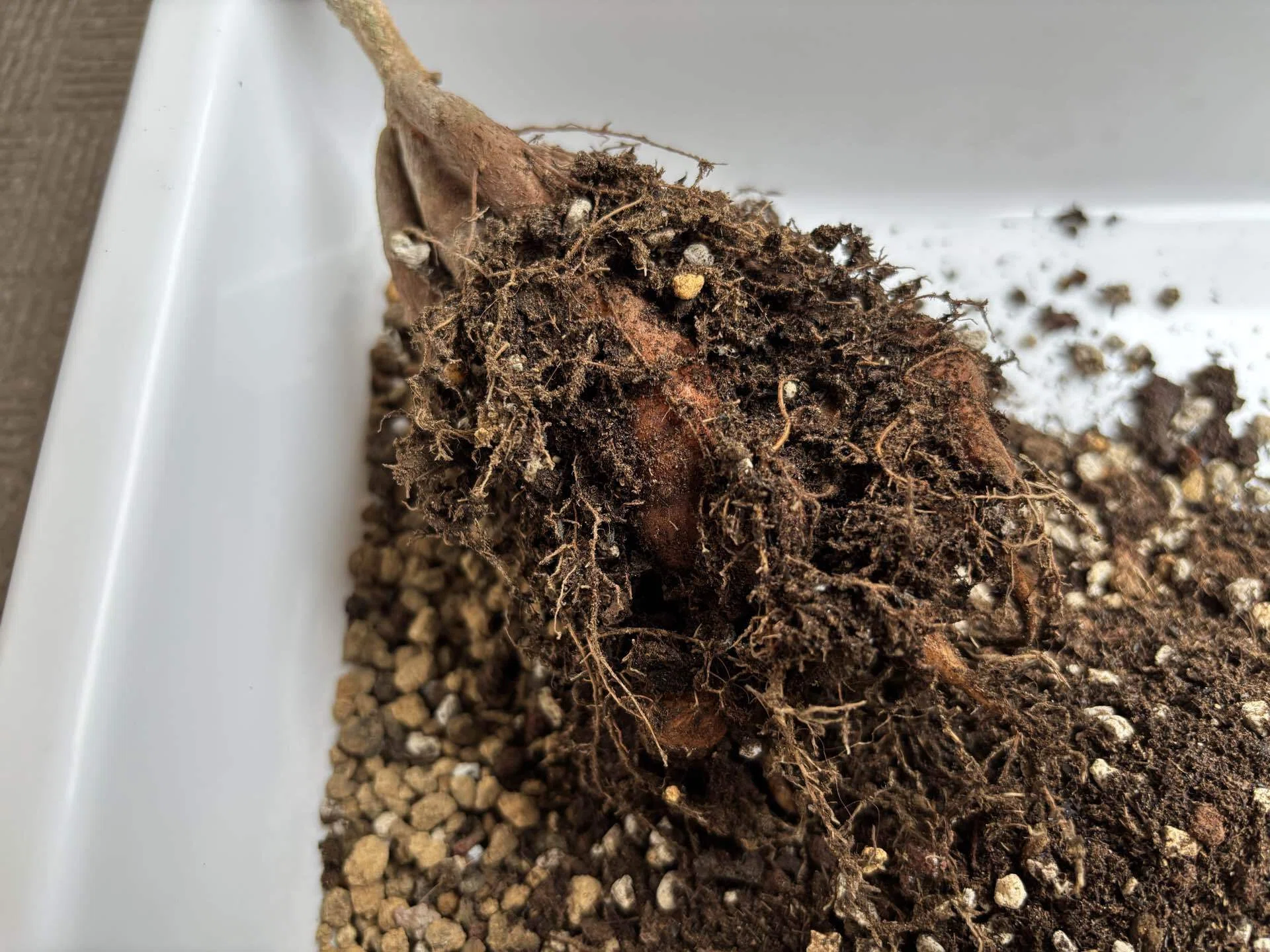 信楽焼の鉢とオペルクリカリア・ヒファエノイデスの植え替え｜Xīng
