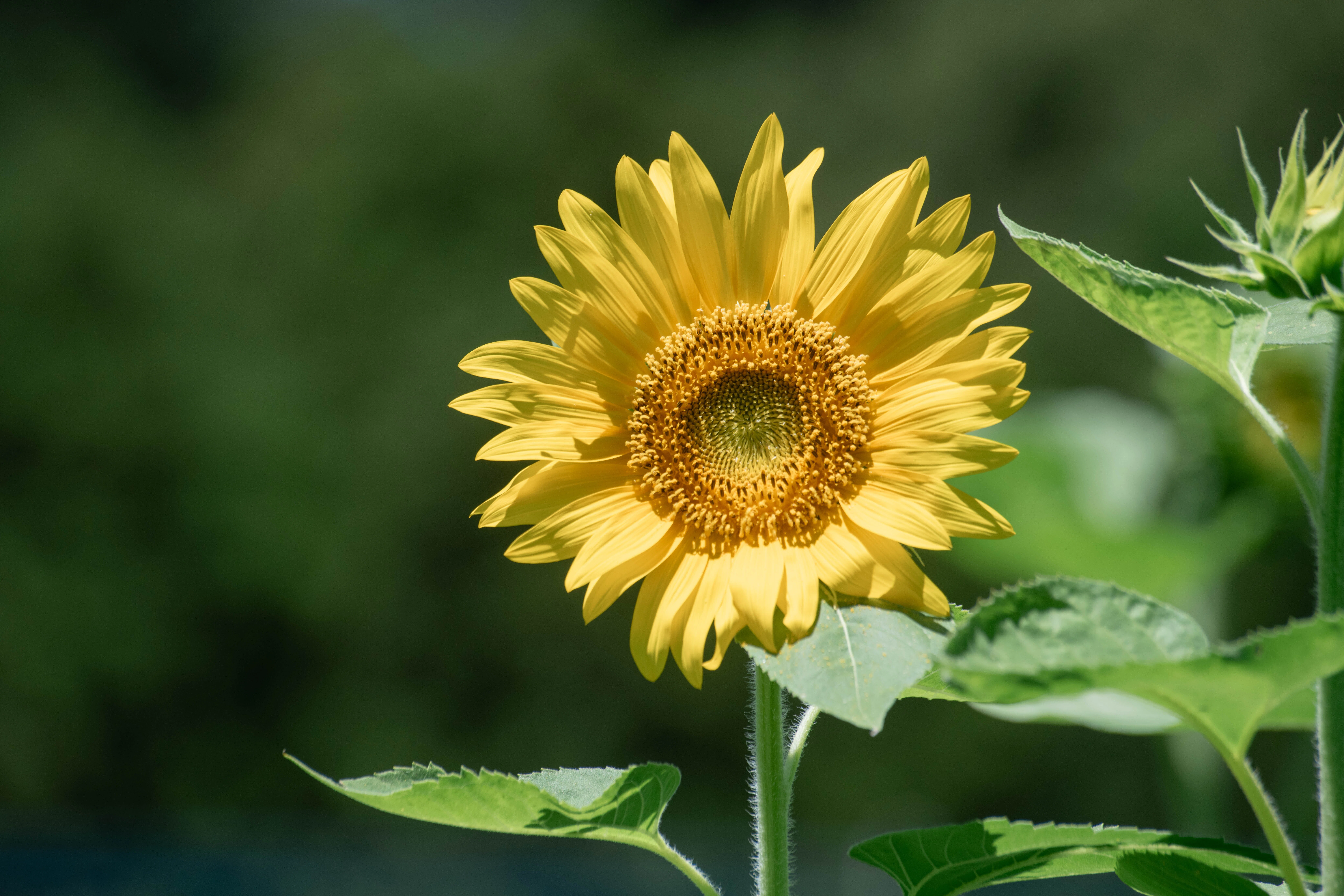 夏を彩る向日葵専用 】プリセット 6種類強い黄色、深い緑、逆光、青空