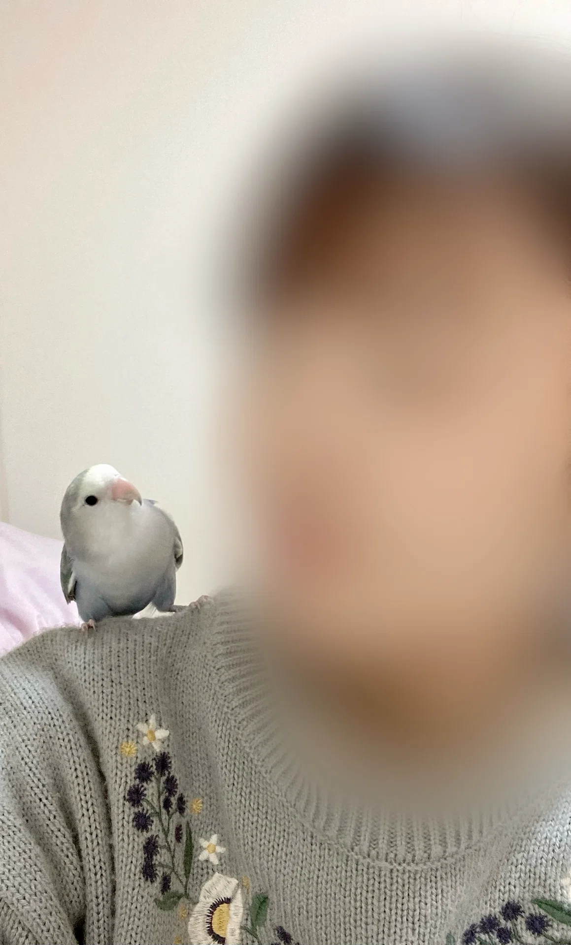 [Peach-faced Lovebird] Life with my little partner, 