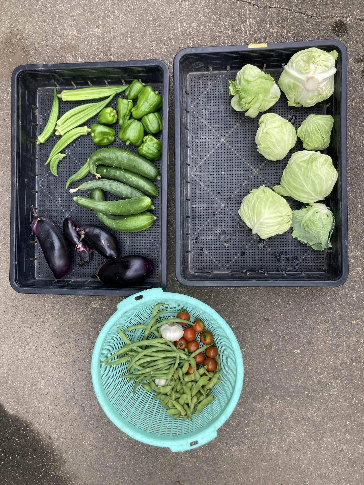 菜葉様 リクエスト 2点 まとめ商品 夏野菜が本気出してきた！〜はたけの様子20260713その64」｜はたけのいす