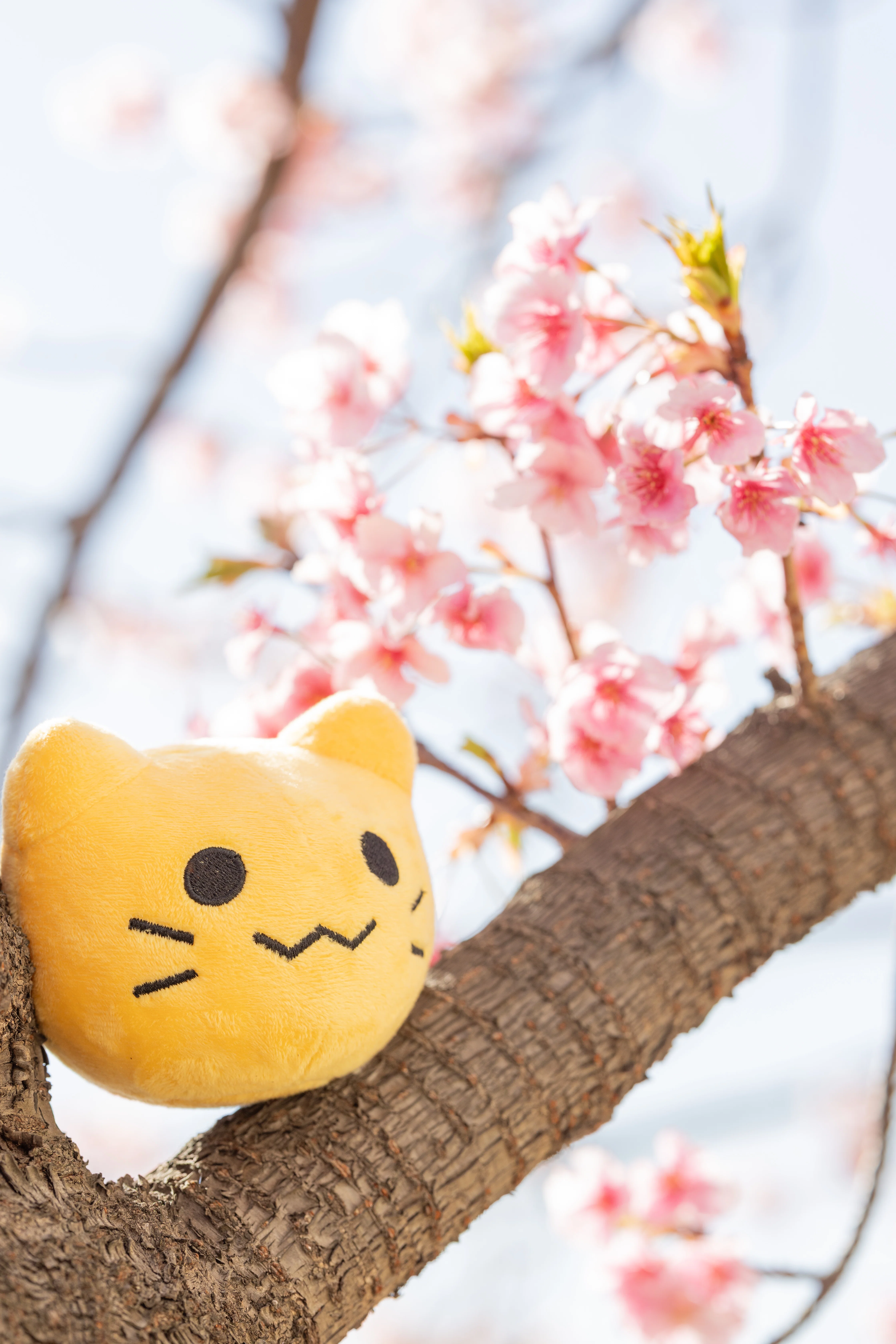 人物を撮る私がぬい撮りしたら、予想以上にウケた話｜たかはしあさぎ