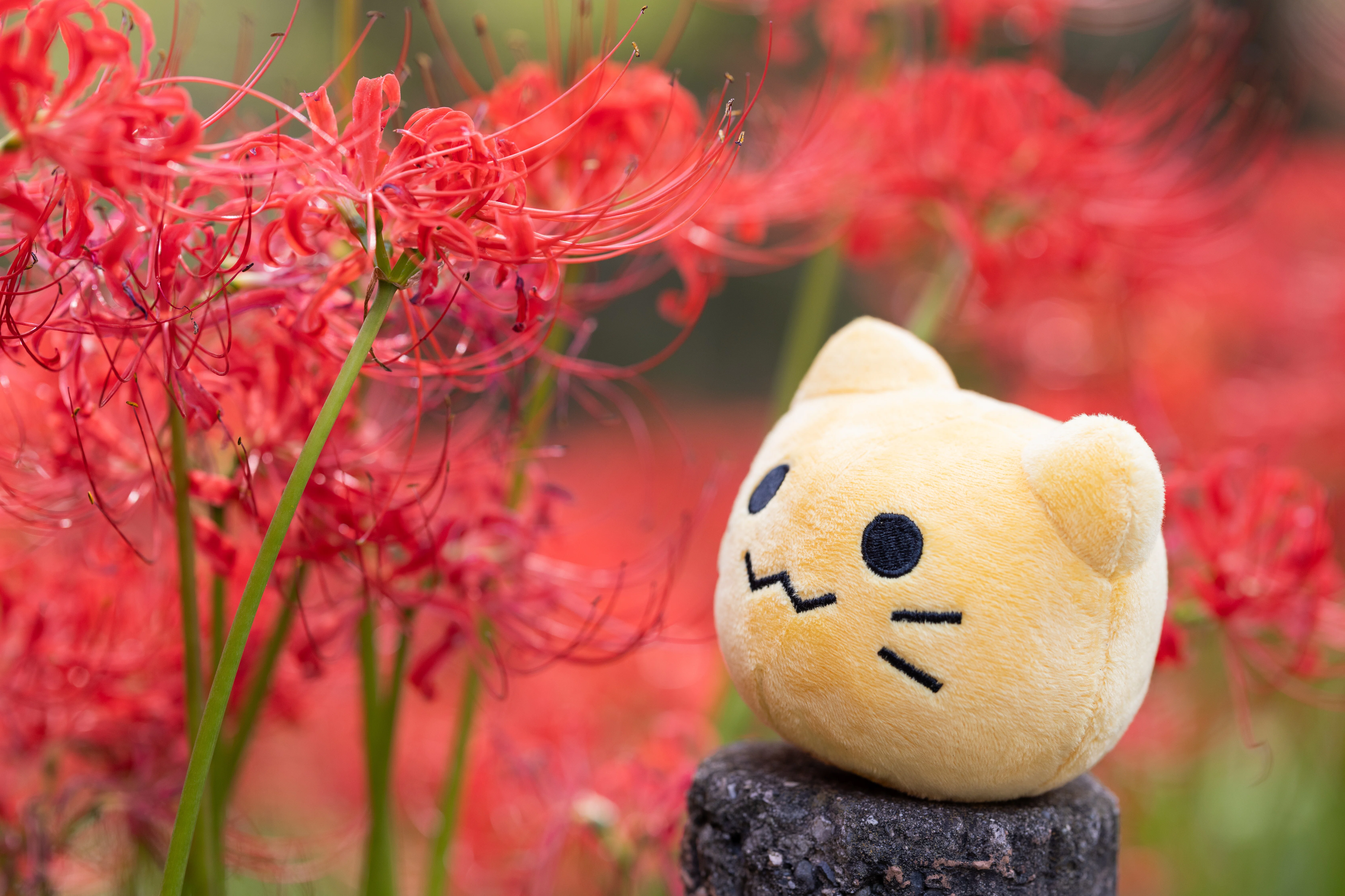 人物を撮る私がぬい撮りしたら、予想以上にウケた話｜たかはしあさぎ