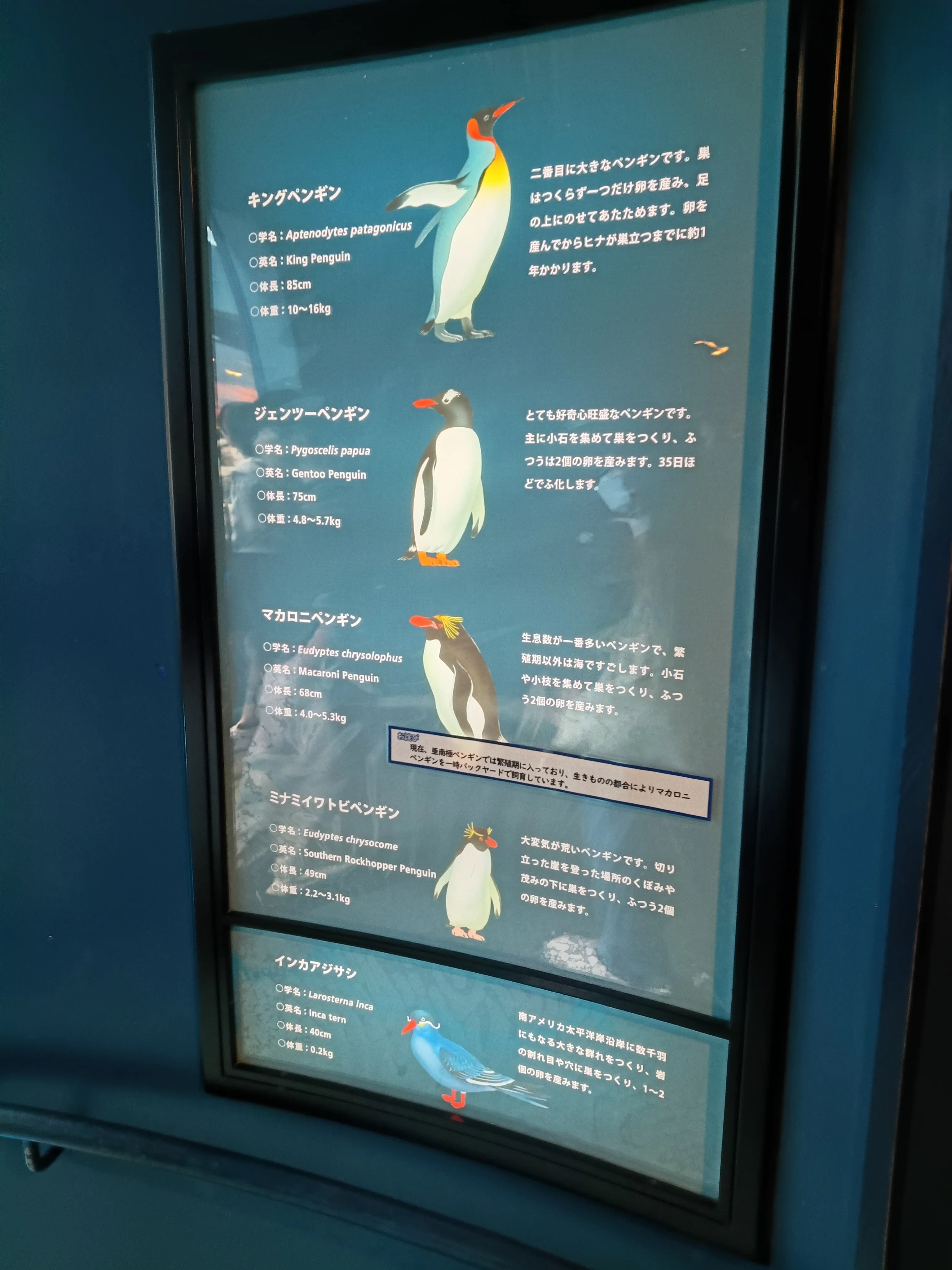 下関市立しものせき水族館「海響館」(2026/6/14)｜御於紗馬