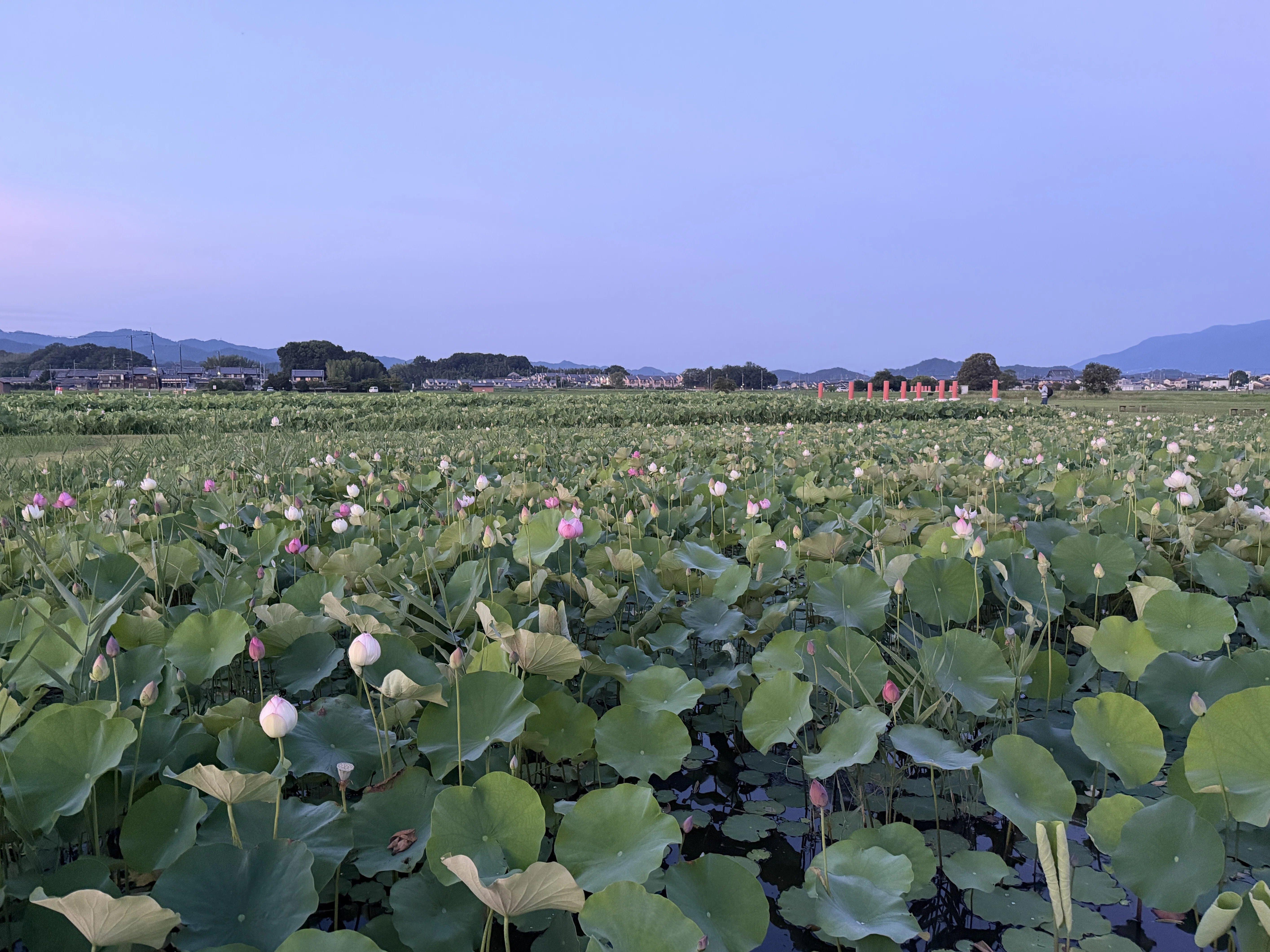 蓮の花の咲く音」〜藤原宮跡（R8ｰ7ｰ14）～｜高坂正澄