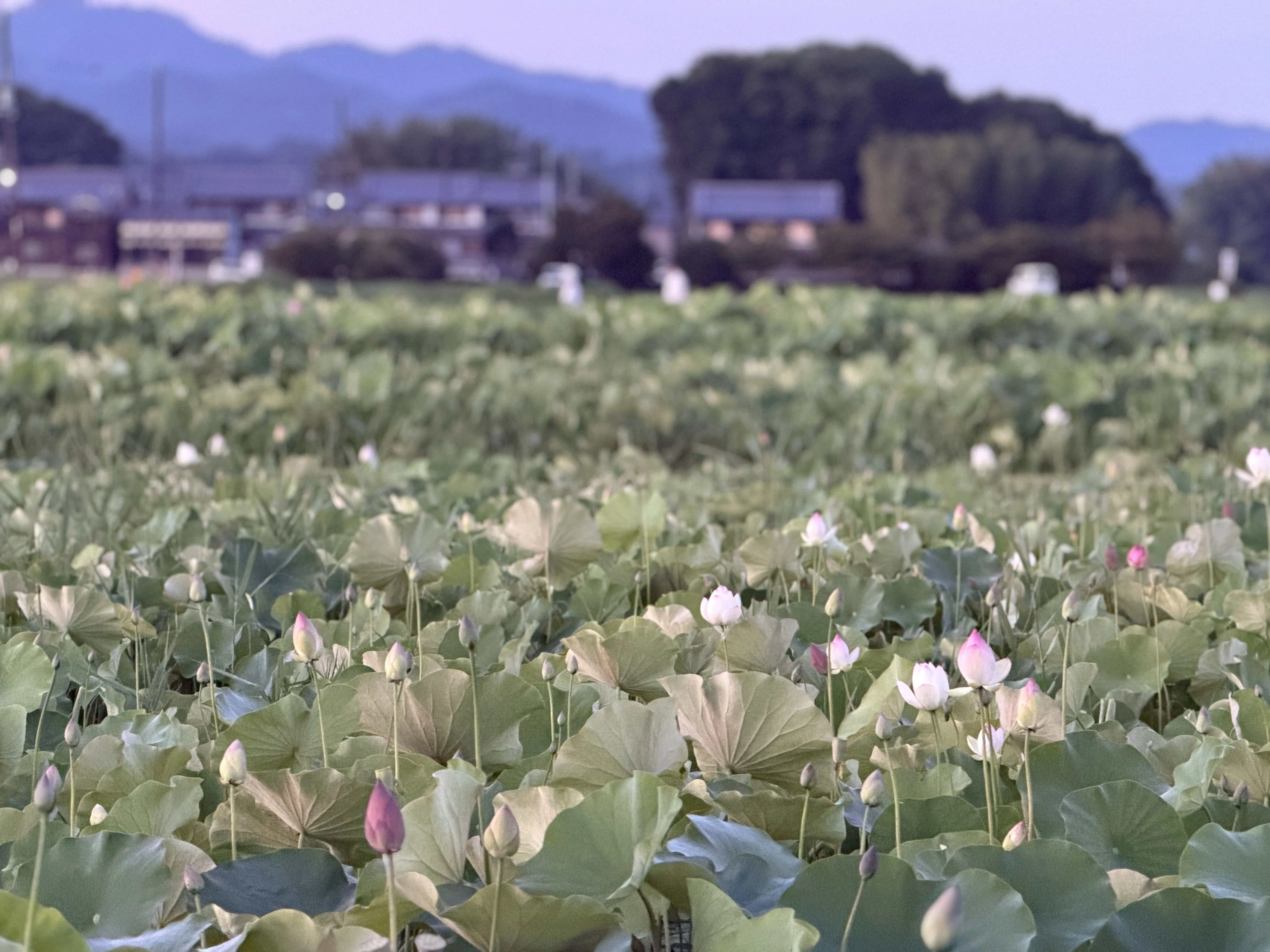 蓮の花の咲く音」〜藤原宮跡（R8ｰ7ｰ14）～｜高坂正澄
