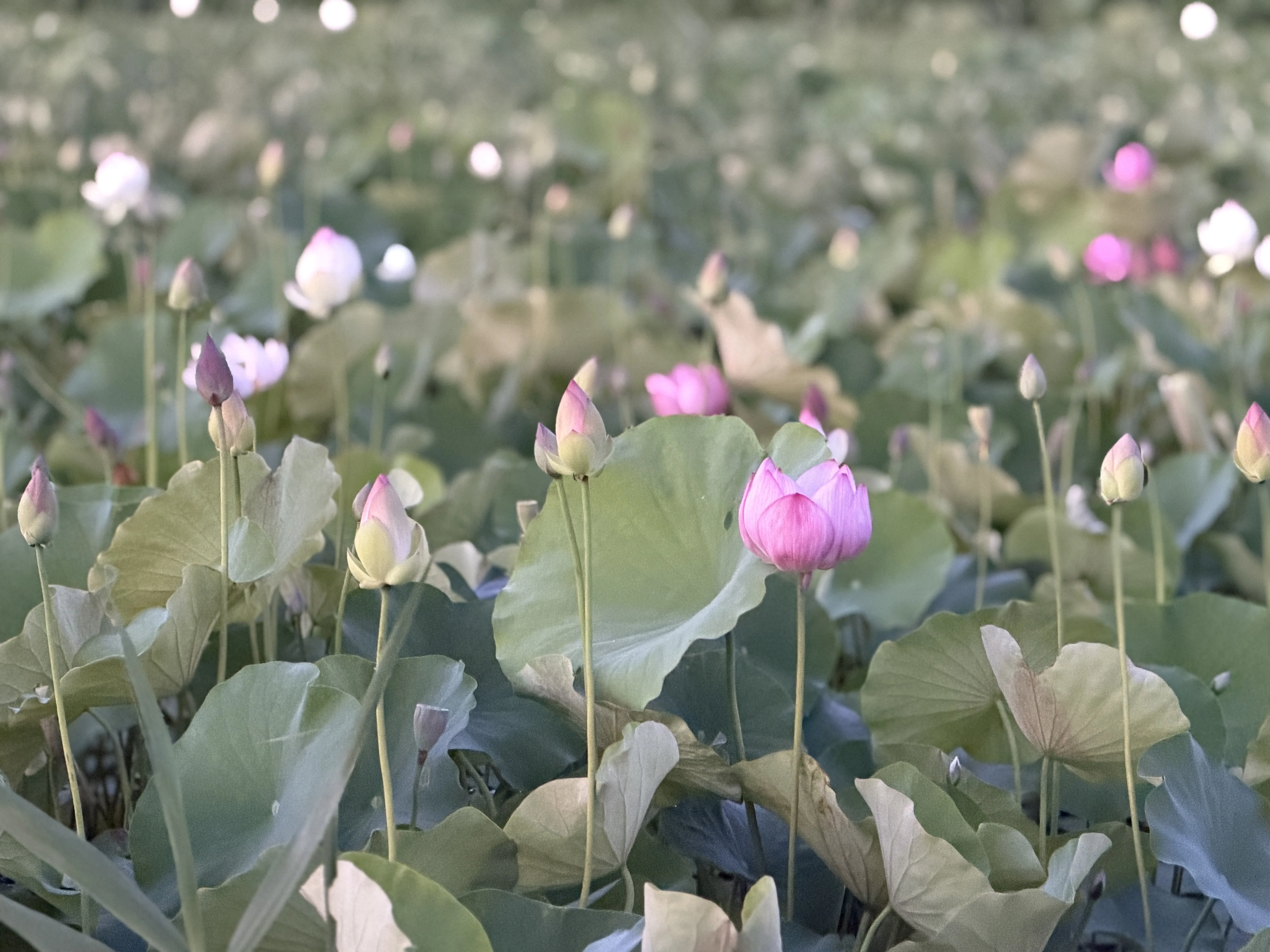 蓮の花の咲く音」〜藤原宮跡（R8ｰ7ｰ14）～｜高坂正澄