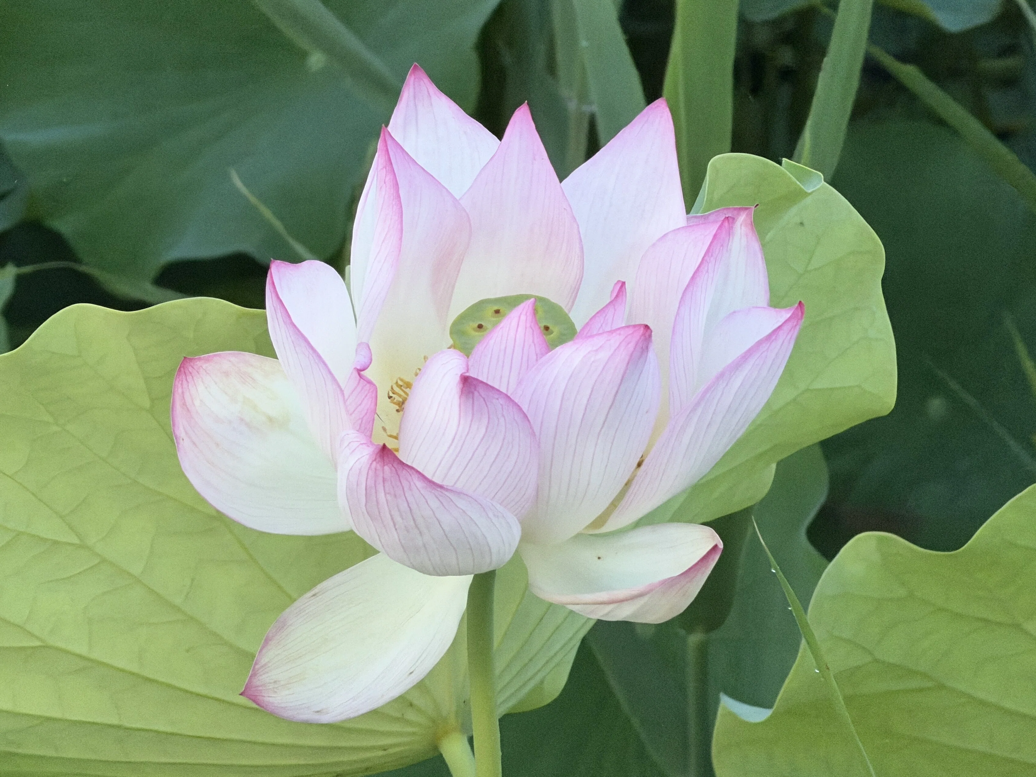 蓮の花の咲く音」〜藤原宮跡（R8ｰ7ｰ14）～｜高坂正澄