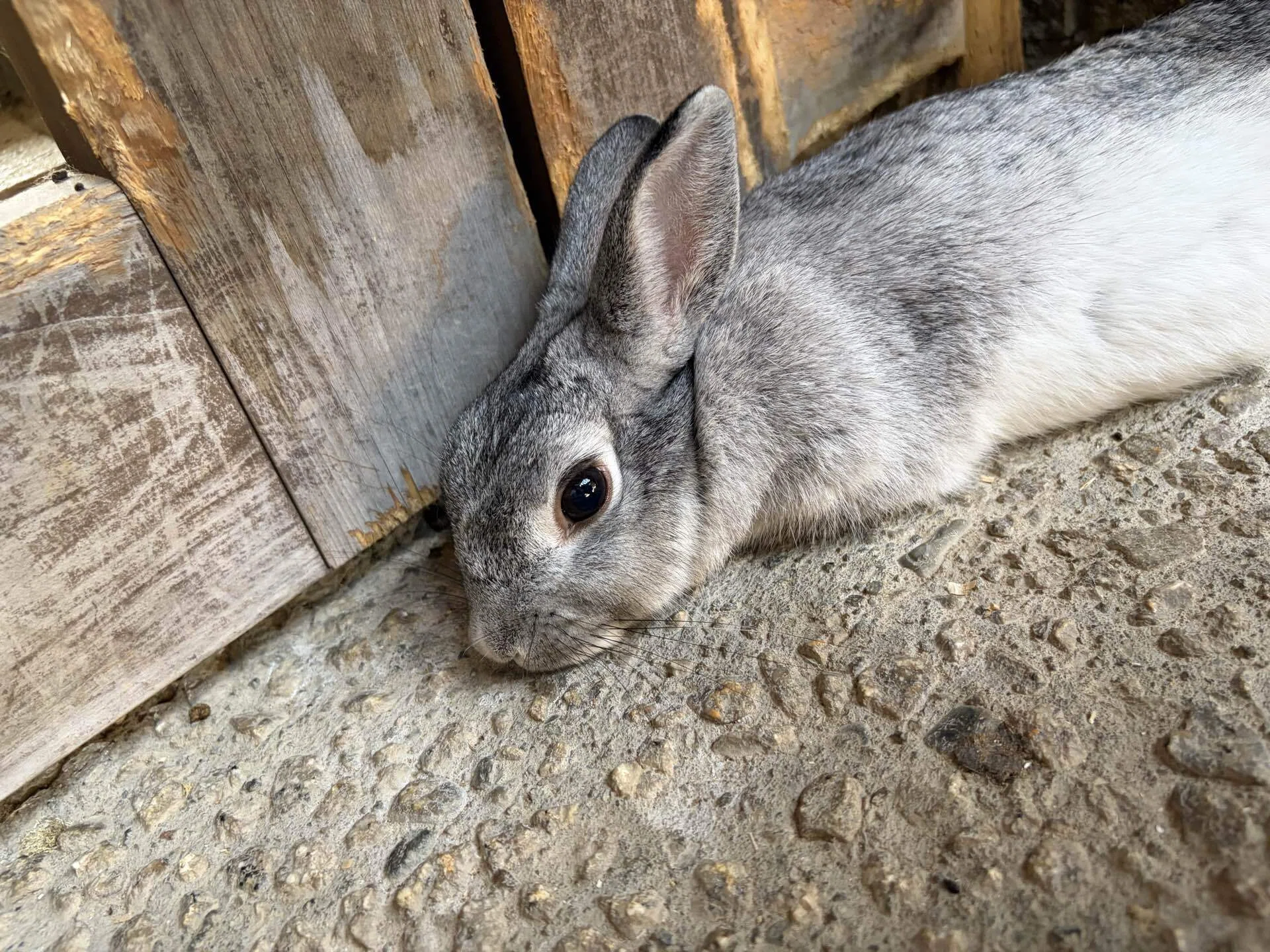 うさぎ｜フェルナンド