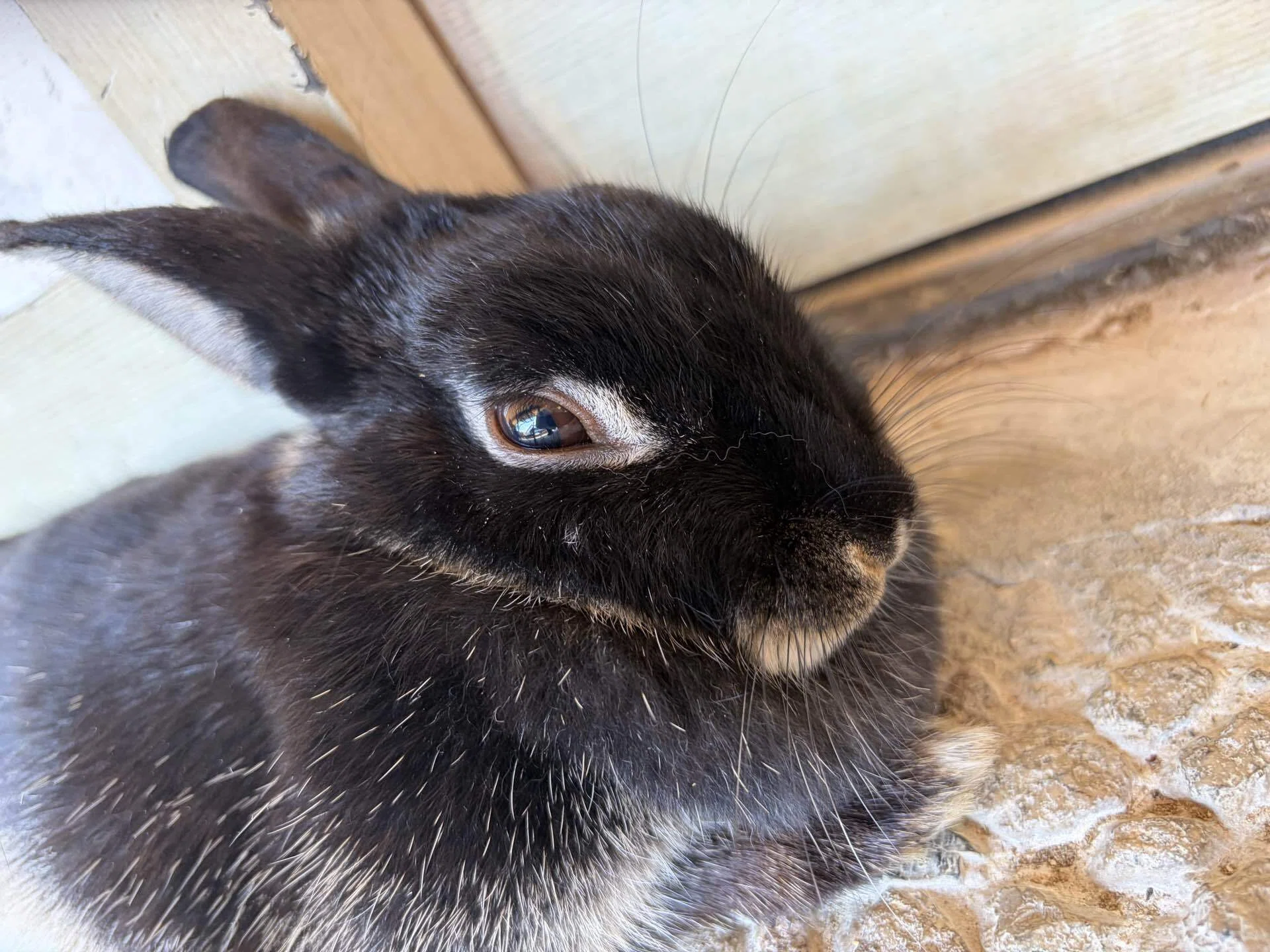 うさぎ｜フェルナンド