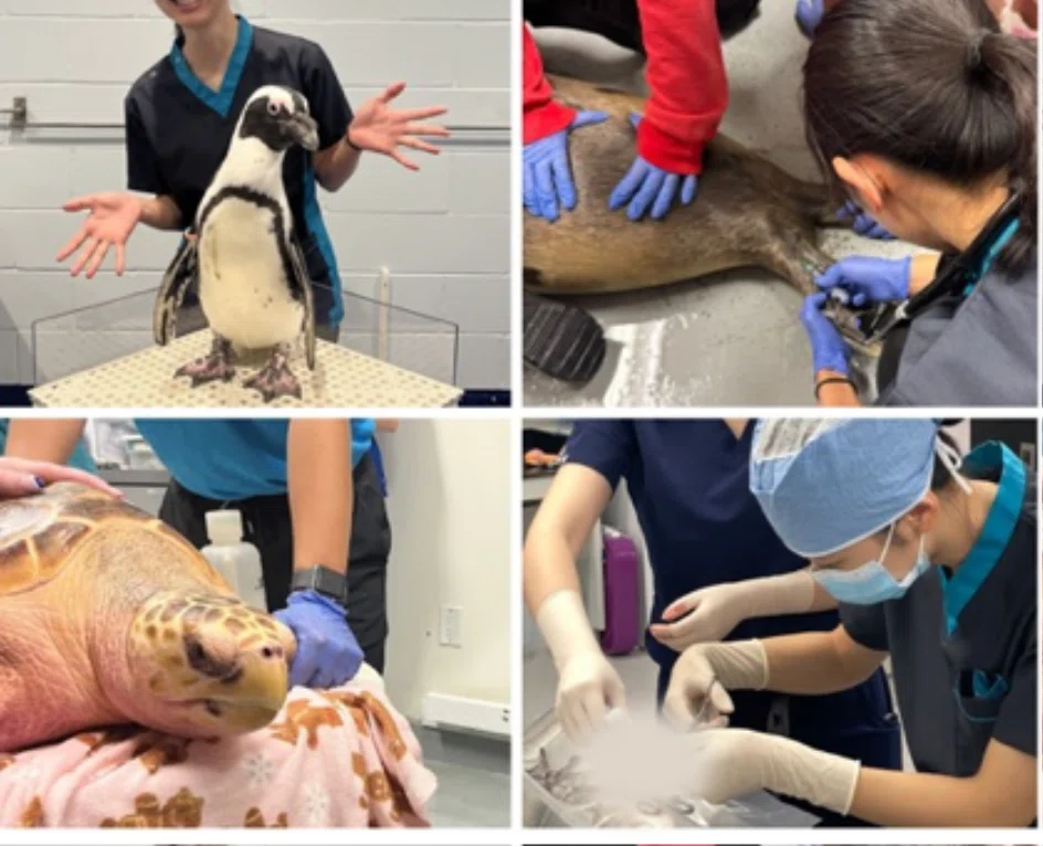 AQUAVET® I 2026」参加報告【会員活動紹介】｜【公式】日本野生動物医学会