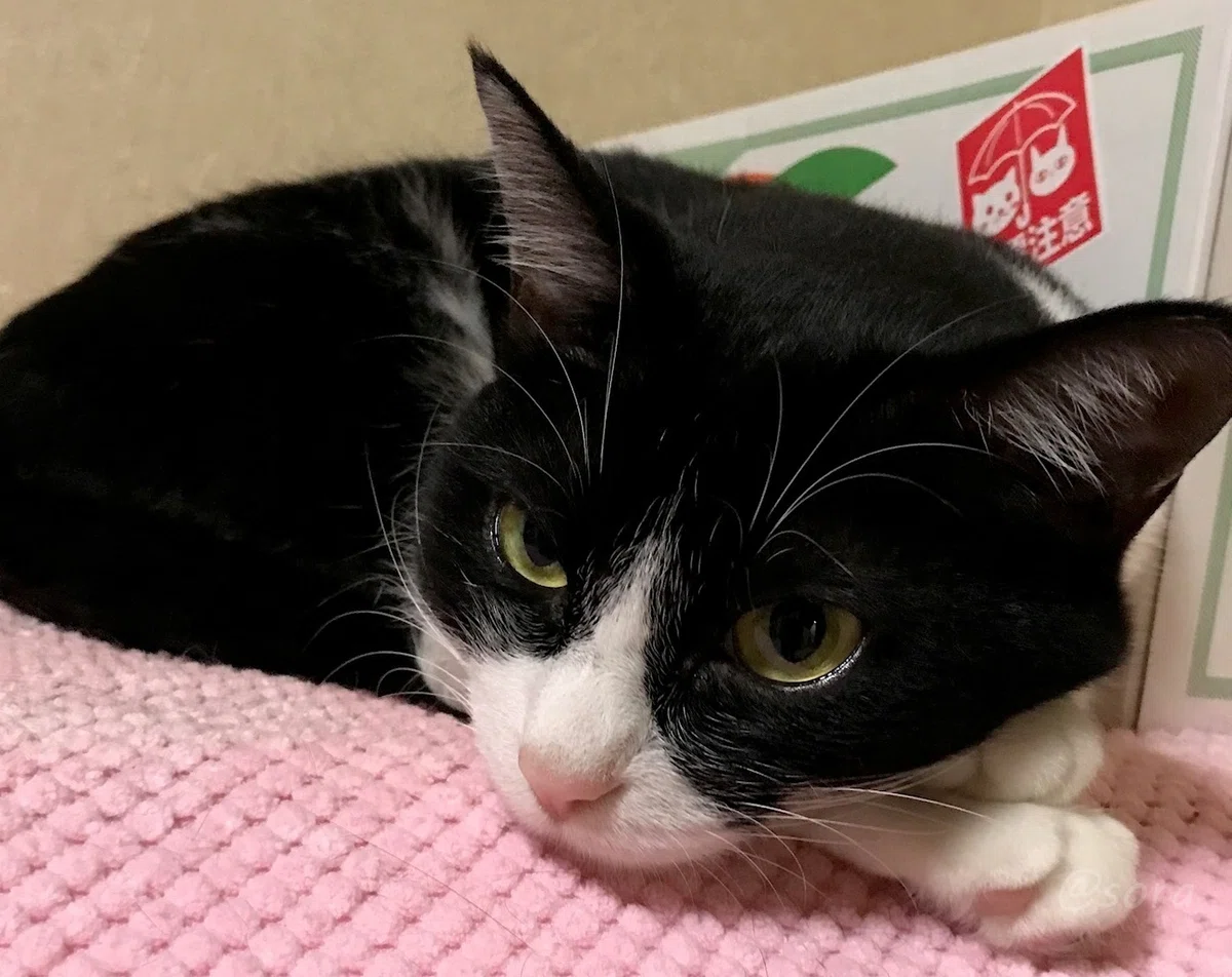 ピンクの敷物の上に寝そべるハチワレ猫