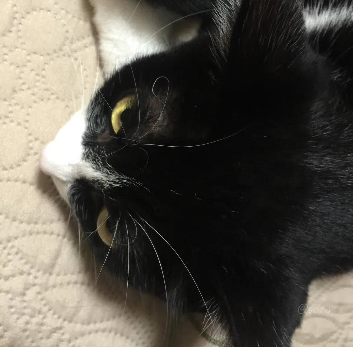 ハチワレ猫を上から撮った写真