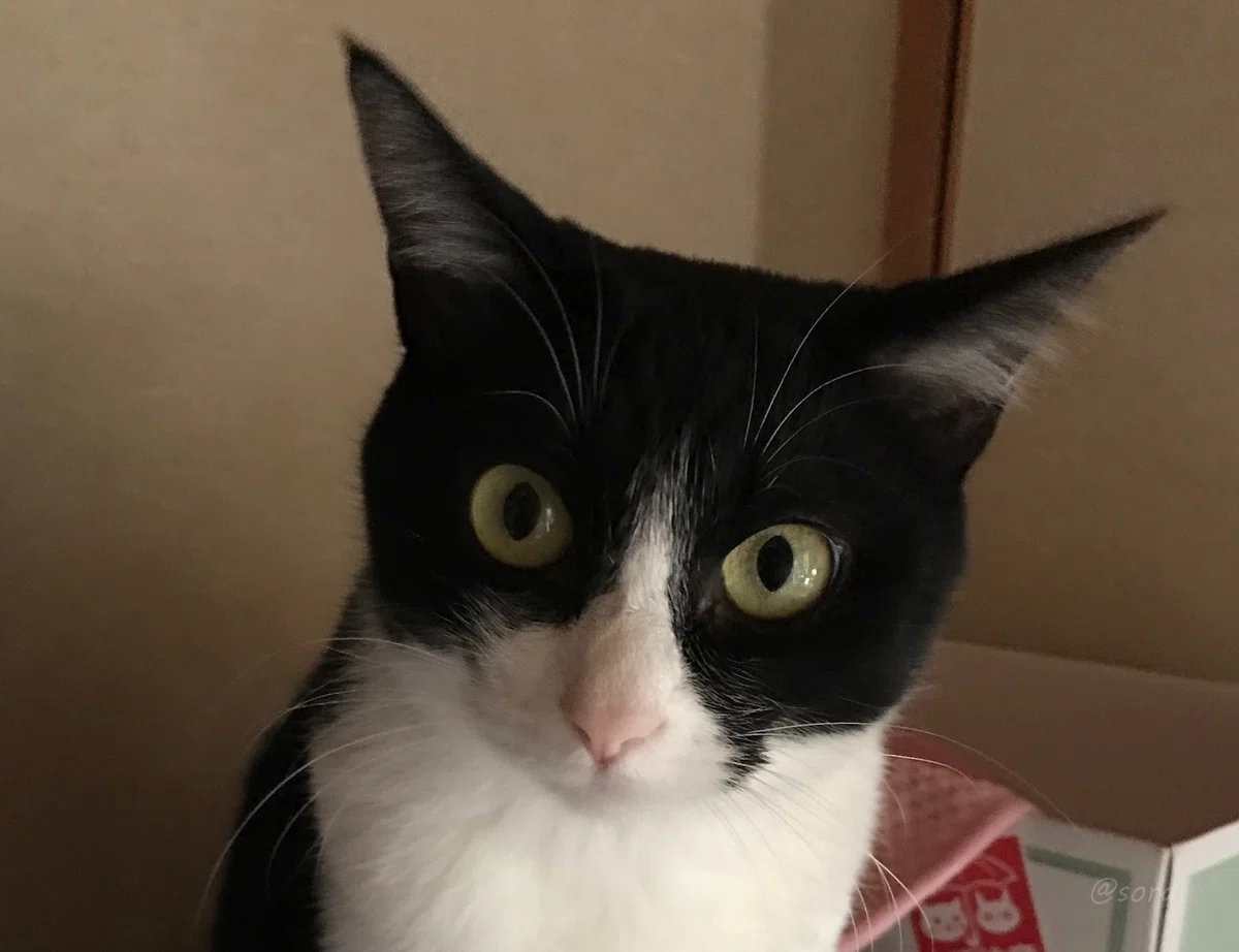 こちらに耳を傾けるハチワレ猫