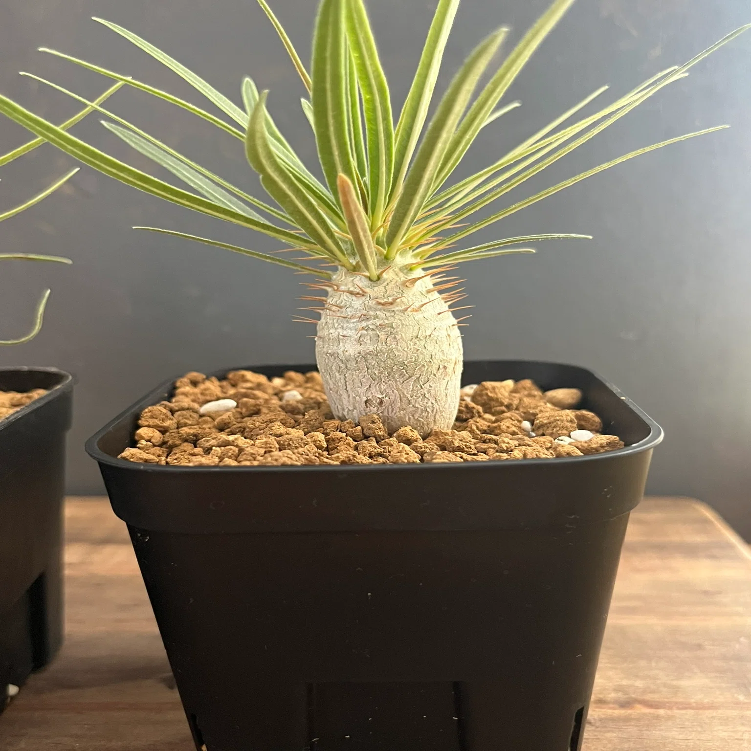塊根植物 約10cm レア （抜き苗） 塊根植物を始めた人へ｜塊根植物用語集｜珈琲屋さんの植物日記