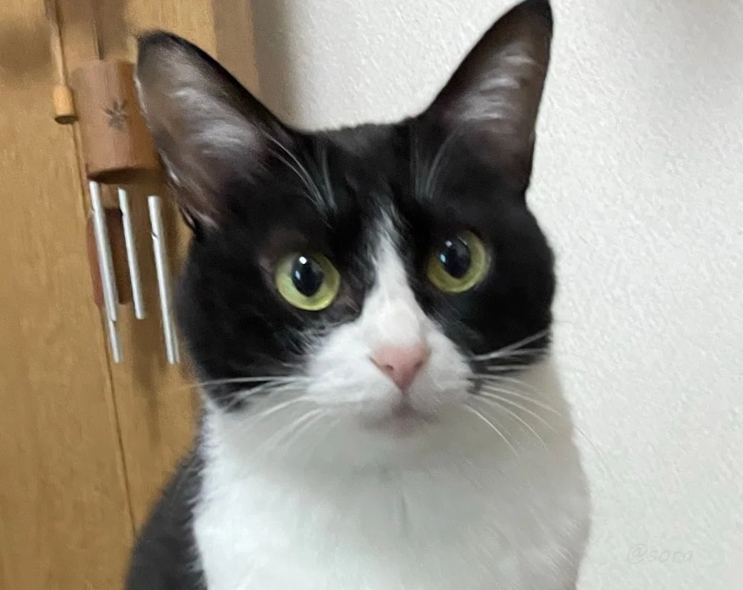 部屋の中で何かを見つめているハチワレ猫