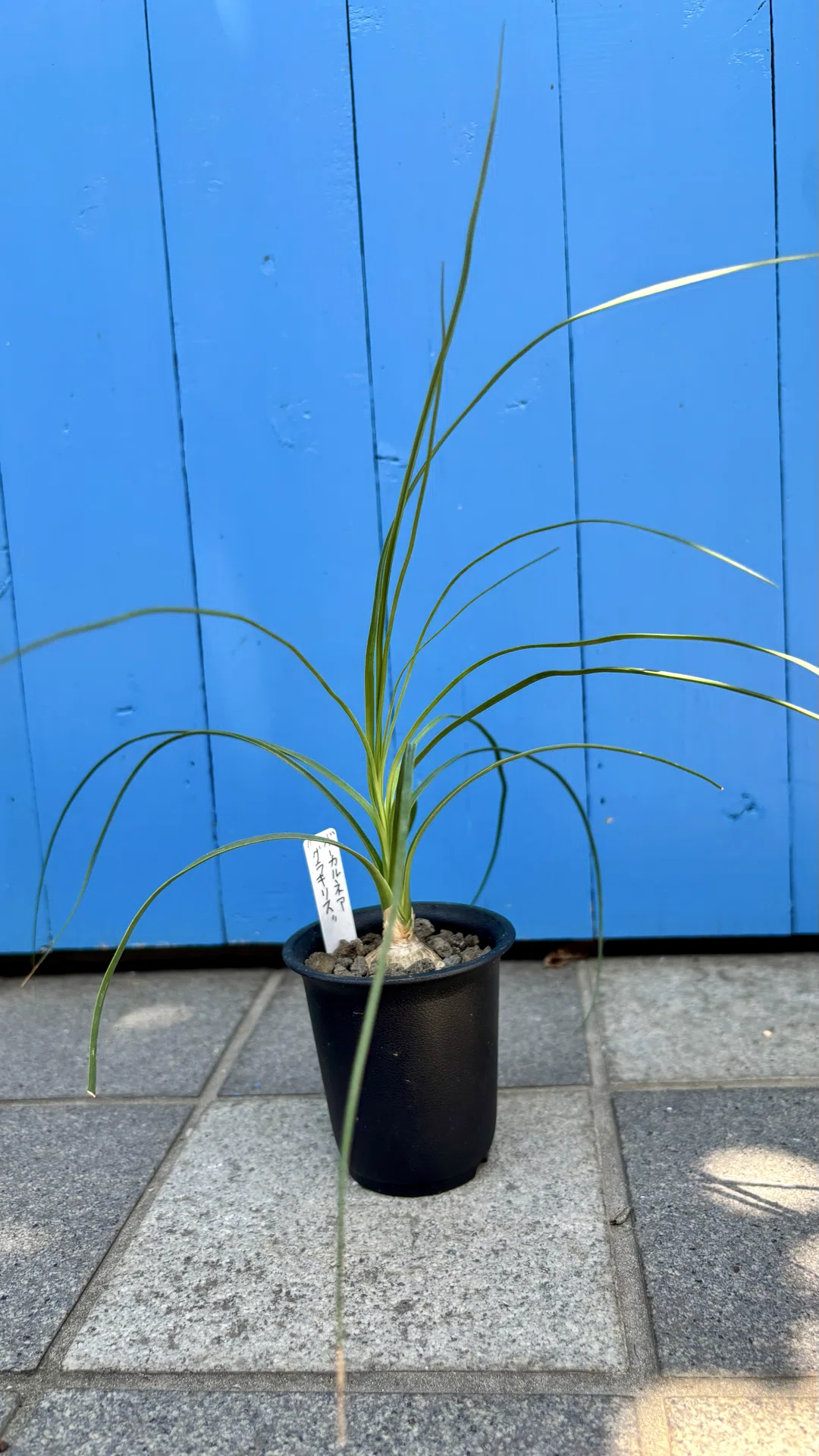 ボーカルネア グラキリス ボーカルネア・グラキリス Beaucarnea