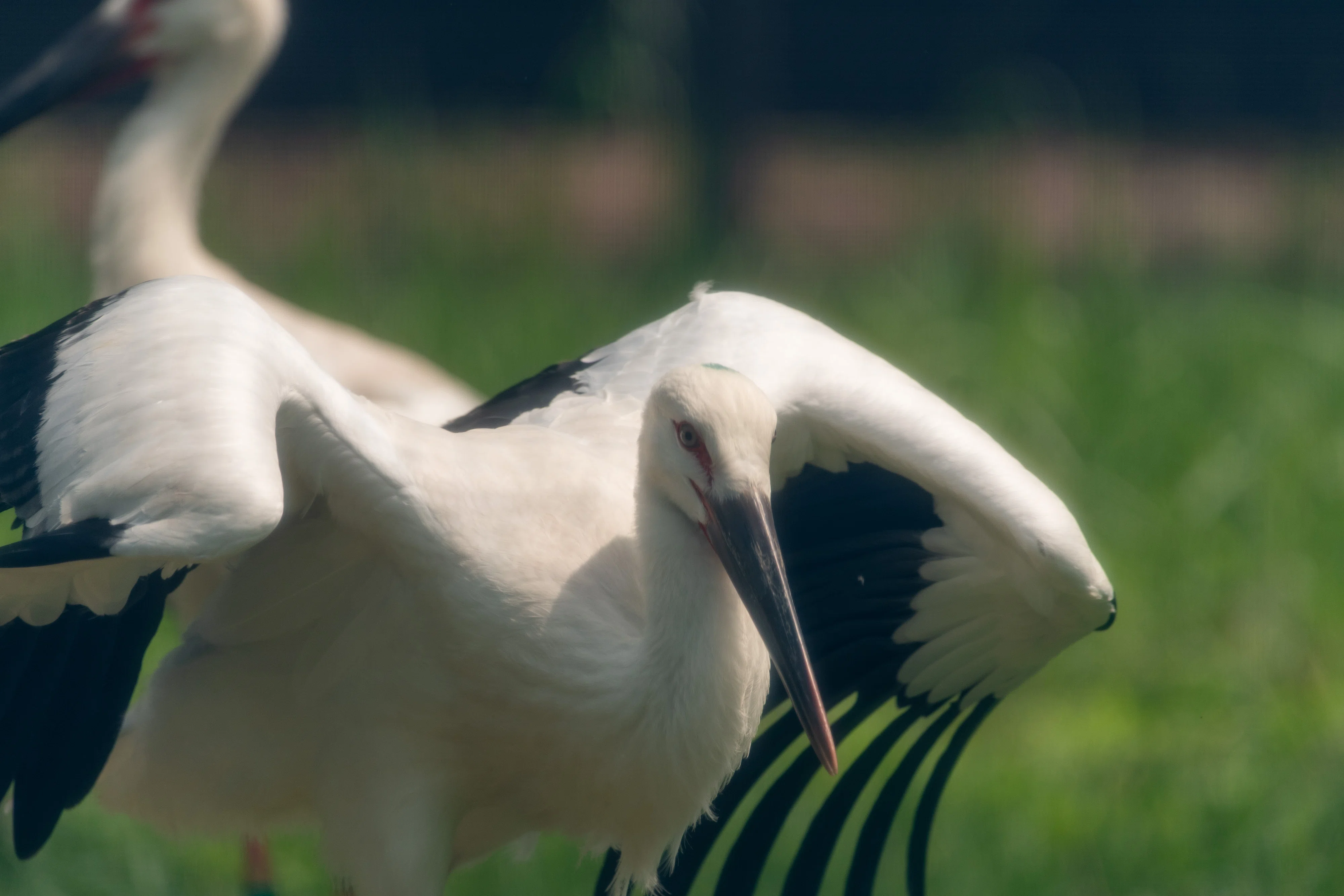 027 生後2ヶ月のコウノトリ | 写真で残したい | 一週一撮｜サンイチマル