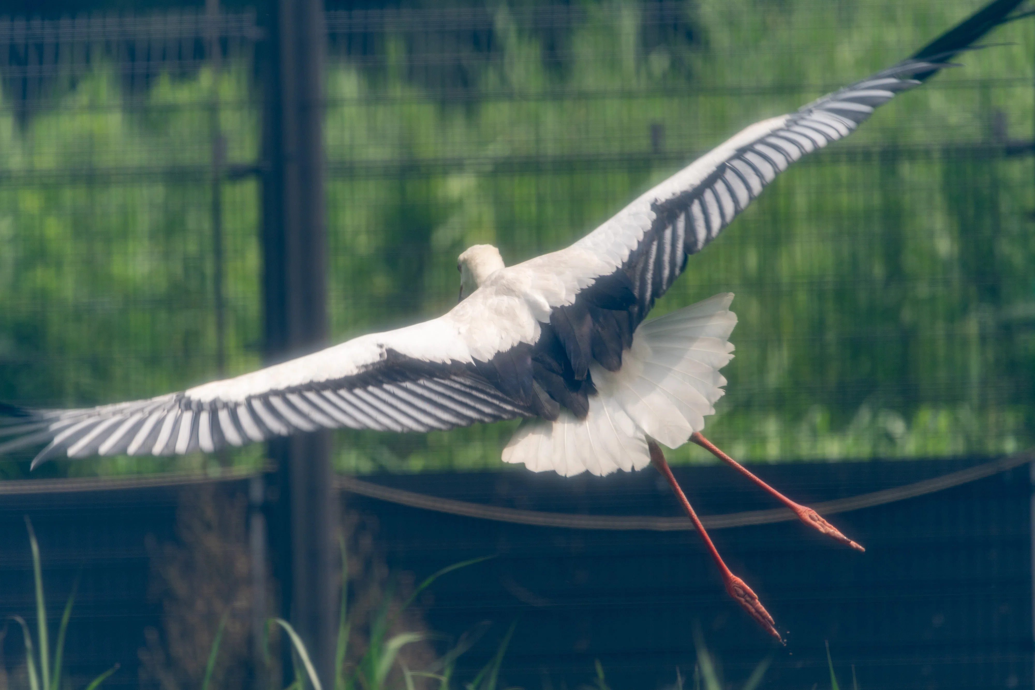027 生後2ヶ月のコウノトリ | 写真で残したい | 一週一撮｜サンイチマル