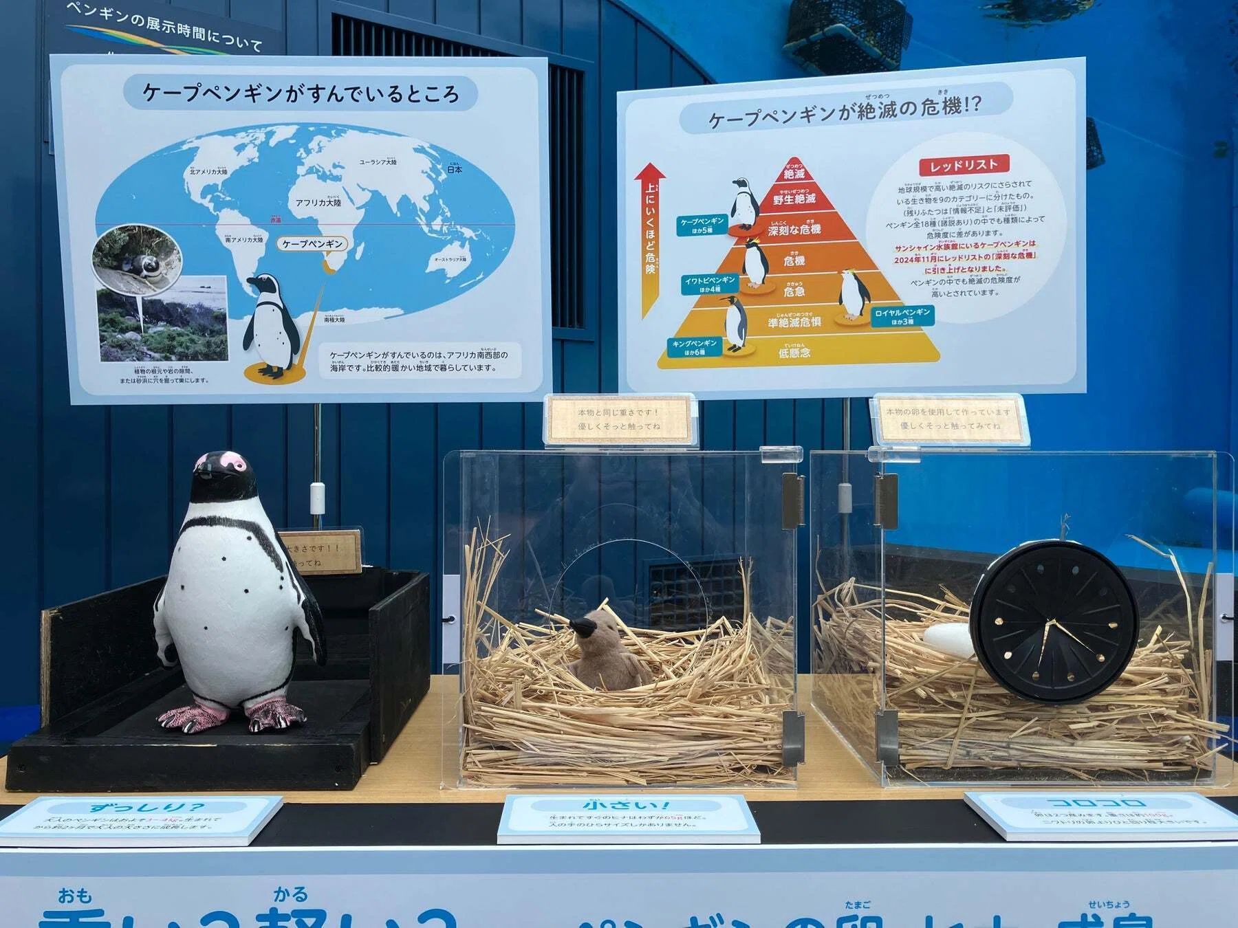 ケープペンギンの爪 ケープペンギンの保全に関するクラウドファンディング「絶滅の危機