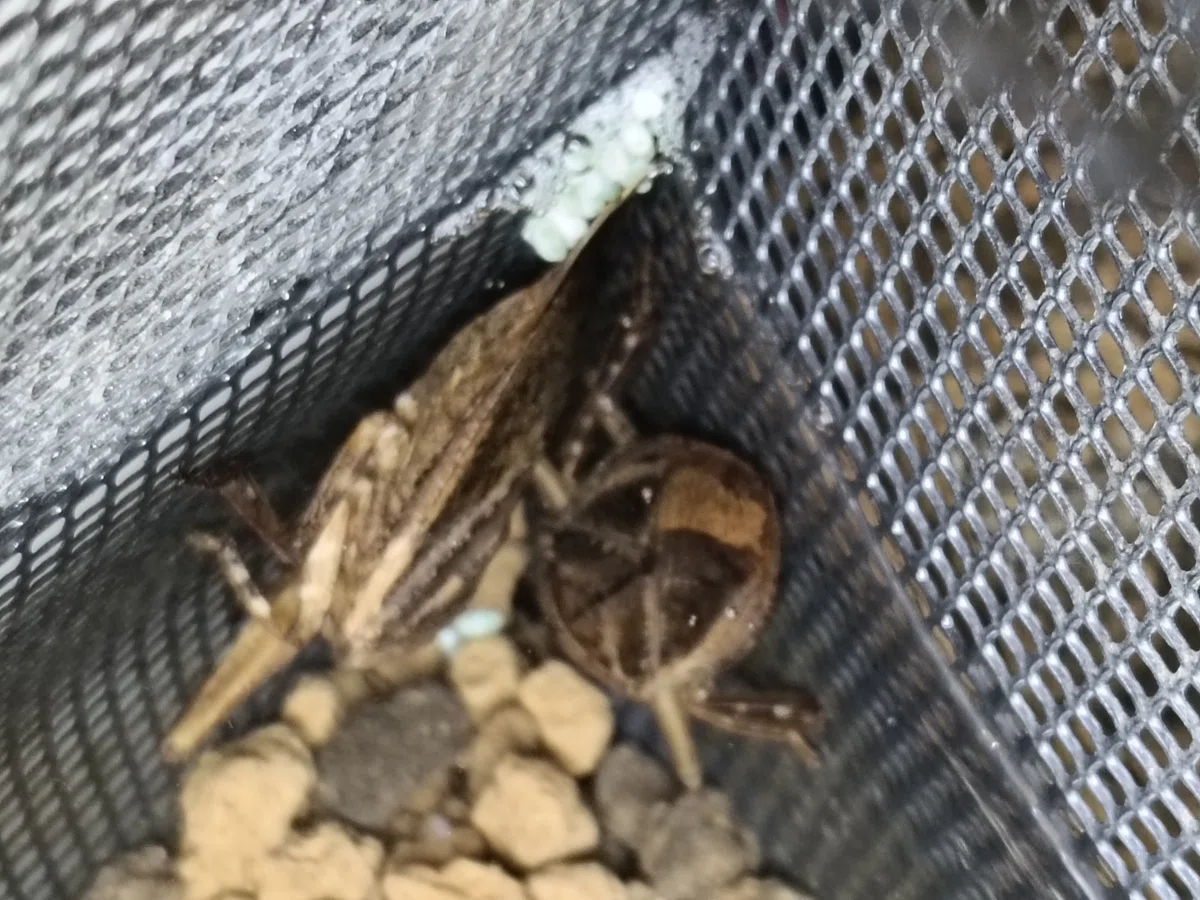 Giant Water Bug Babies (Birth)｜タガ