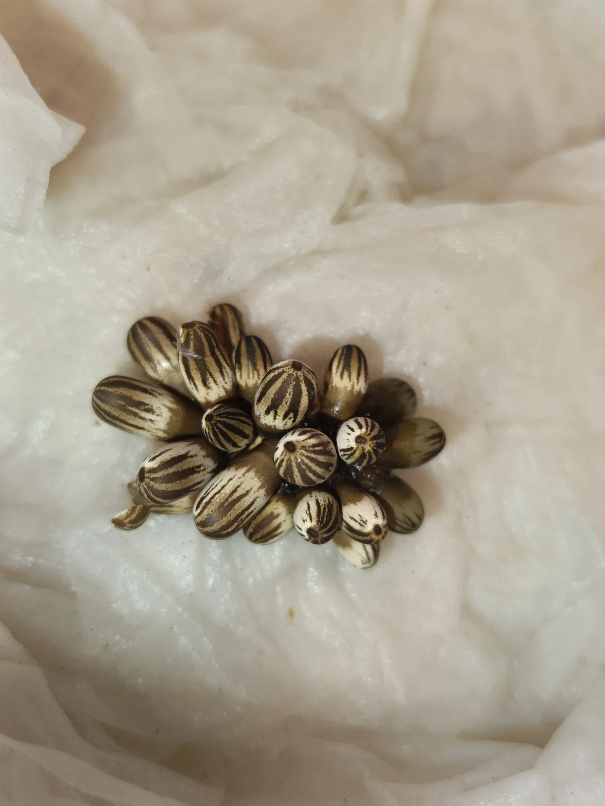 Giant Water Bug Babies (Birth)｜タガ