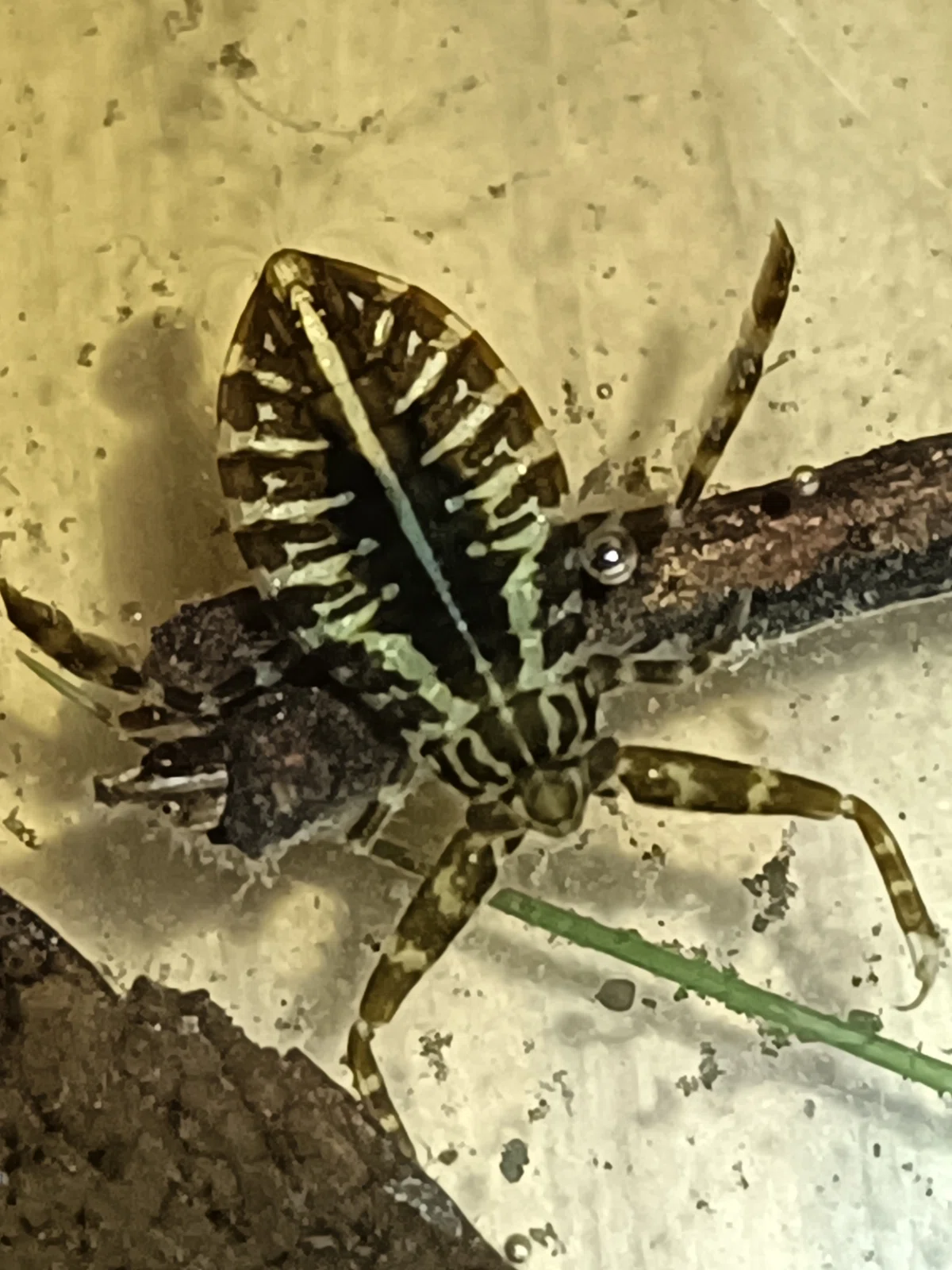 Baby Three Insect Giant Water Bug Babies (Birth)|タガ