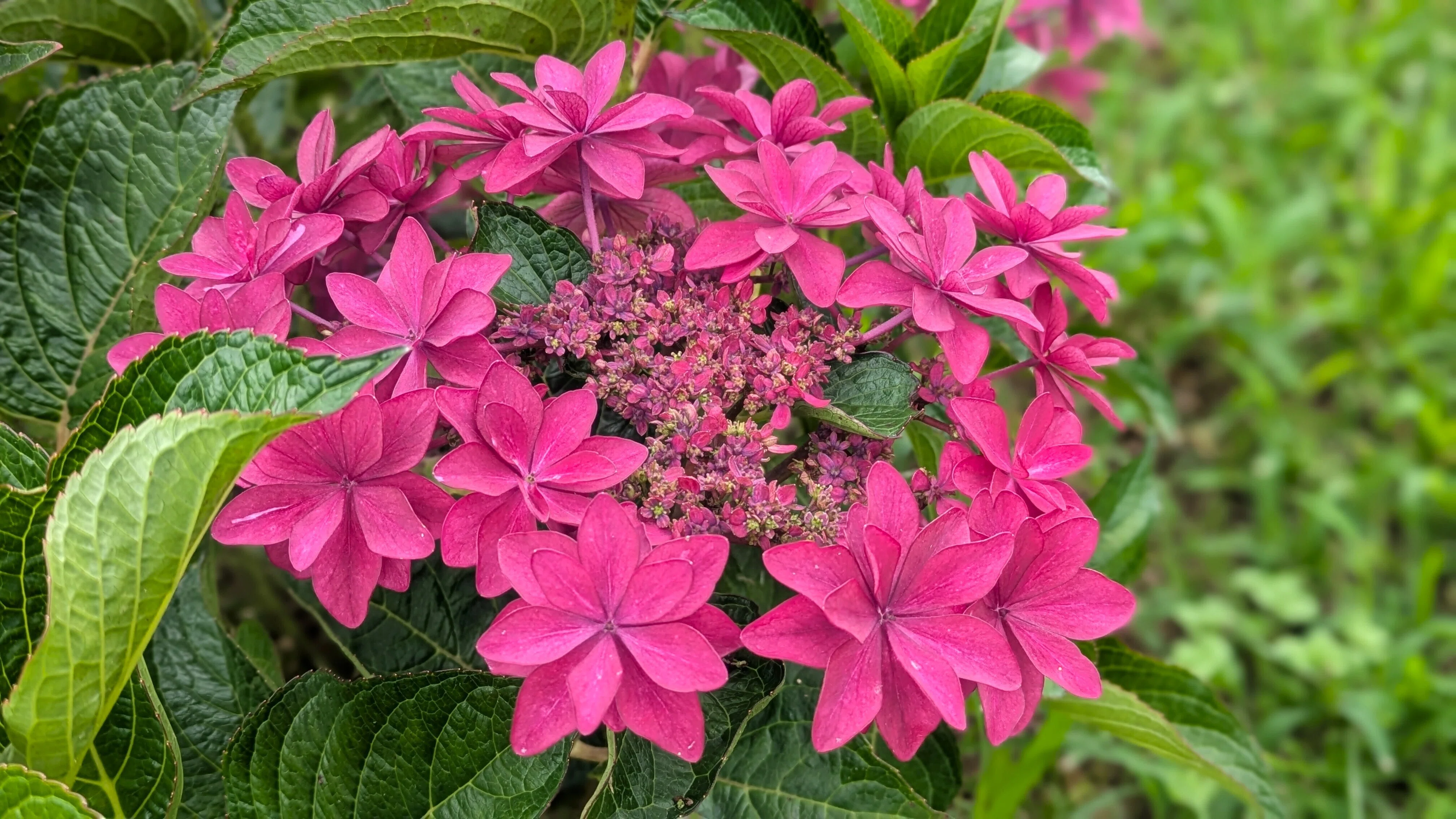 紫陽花の機嫌｜ぜん